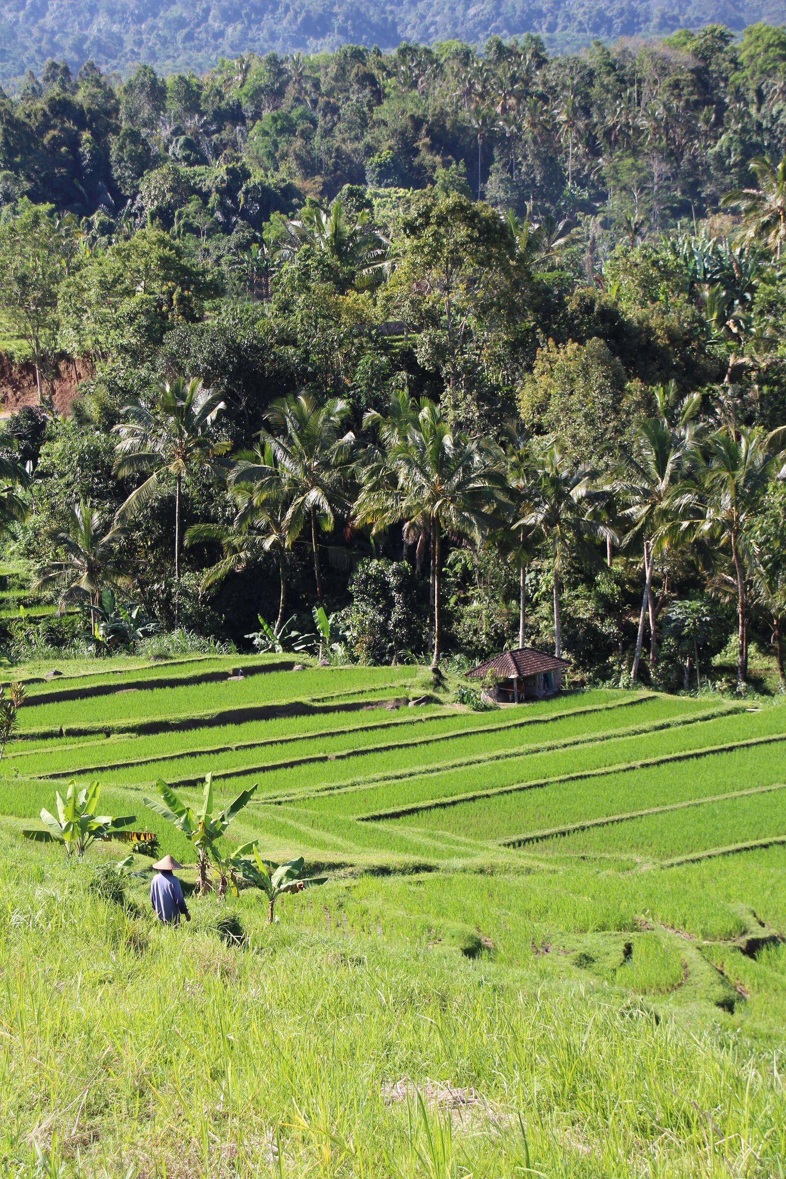 Canon EOS 700D (EOS Rebel T5i / EOS Kiss X7i) sample photo. Bali, rice fields, jatiluwih photography