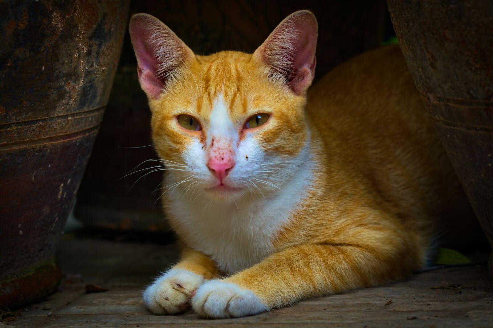 Nikon D500 sample photo. Cat, pet, portrait photography