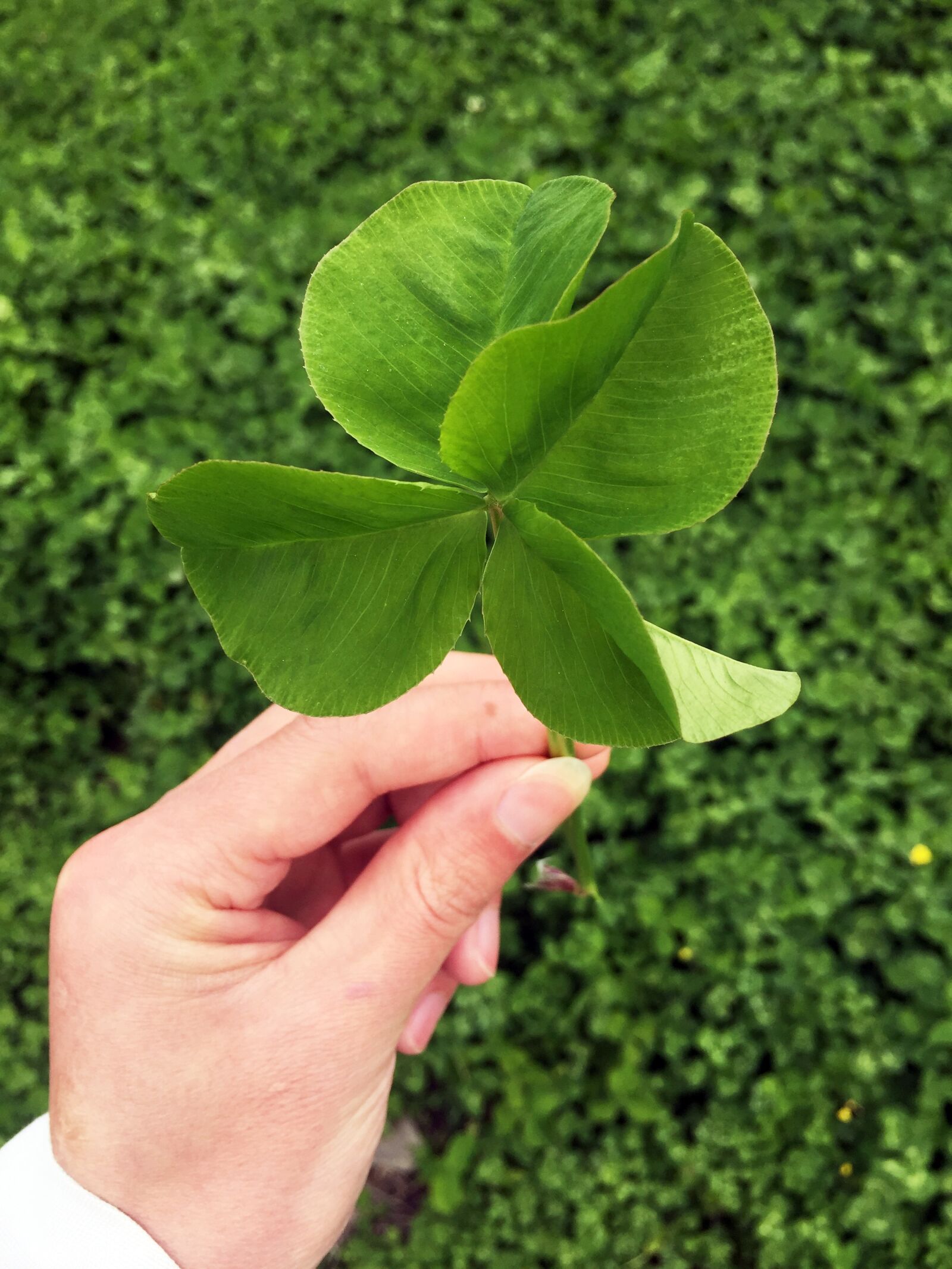 iPhone 6 back camera 4.15mm f/2.2 sample photo. Four-leaf clover, lucky, green photography