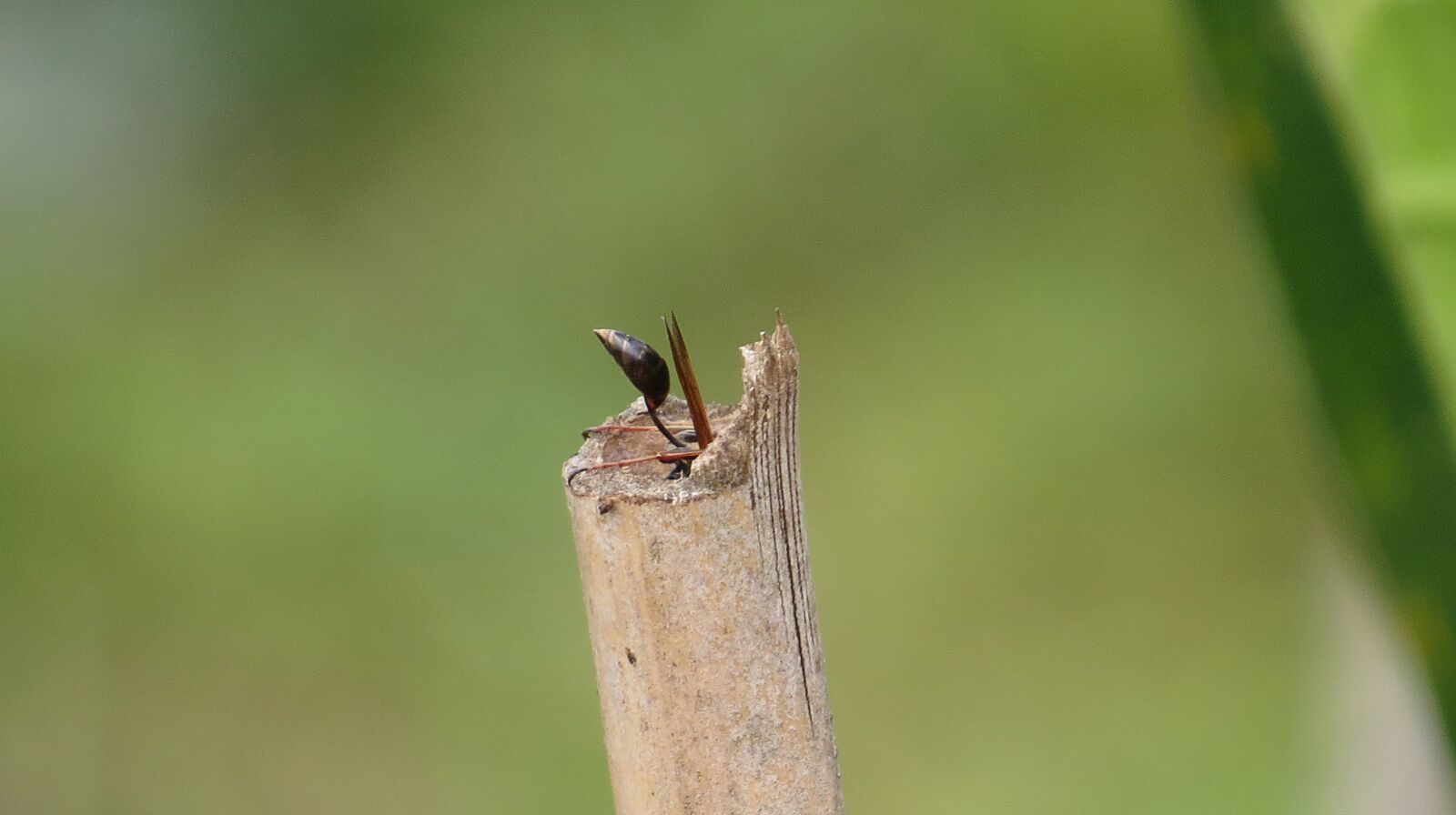 Canon PowerShot SX50 HS sample photo. Image, nature, insect photography