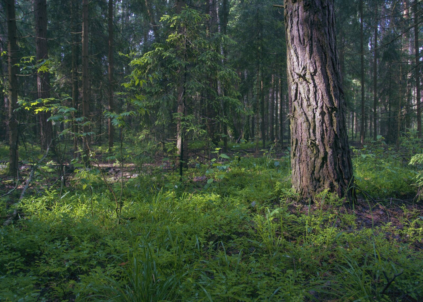 Sony Alpha DSLR-A550 sample photo. Nature, summer, morning photography