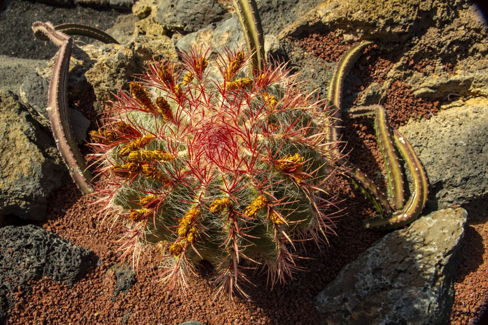 Canon EOS 650D (EOS Rebel T4i / EOS Kiss X6i) sample photo. Cactus, lanzarote, canary photography