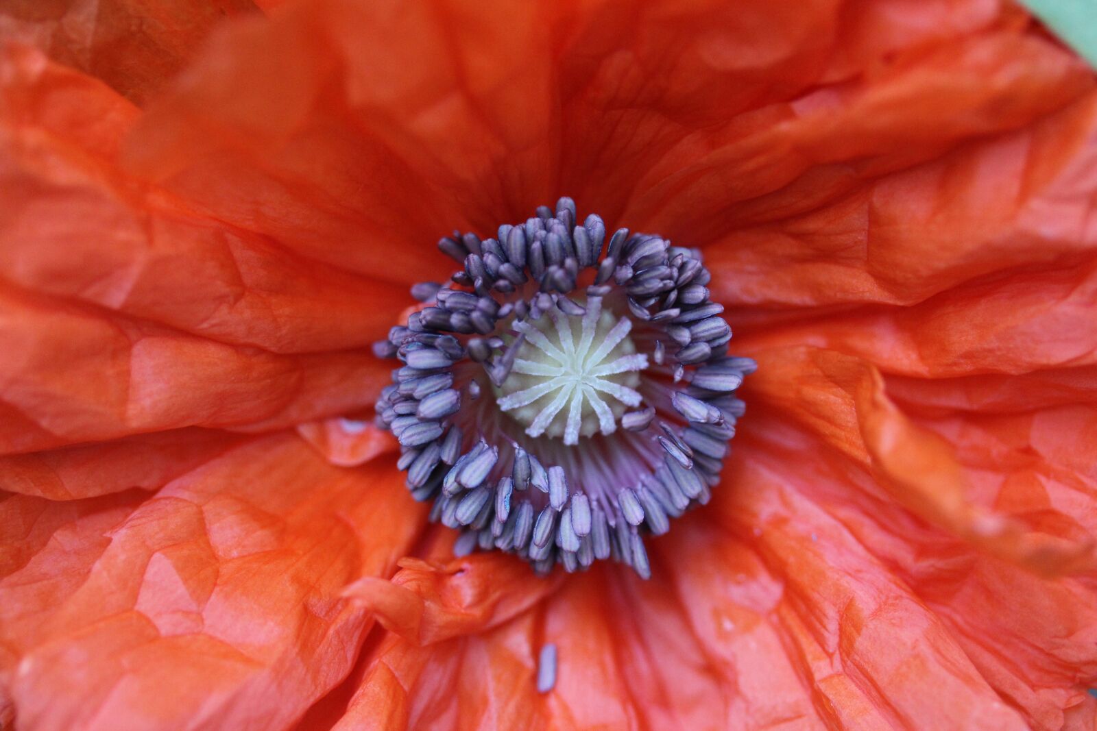 Canon EF-S 60mm F2.8 Macro USM sample photo. Poppy, flower, summer photography