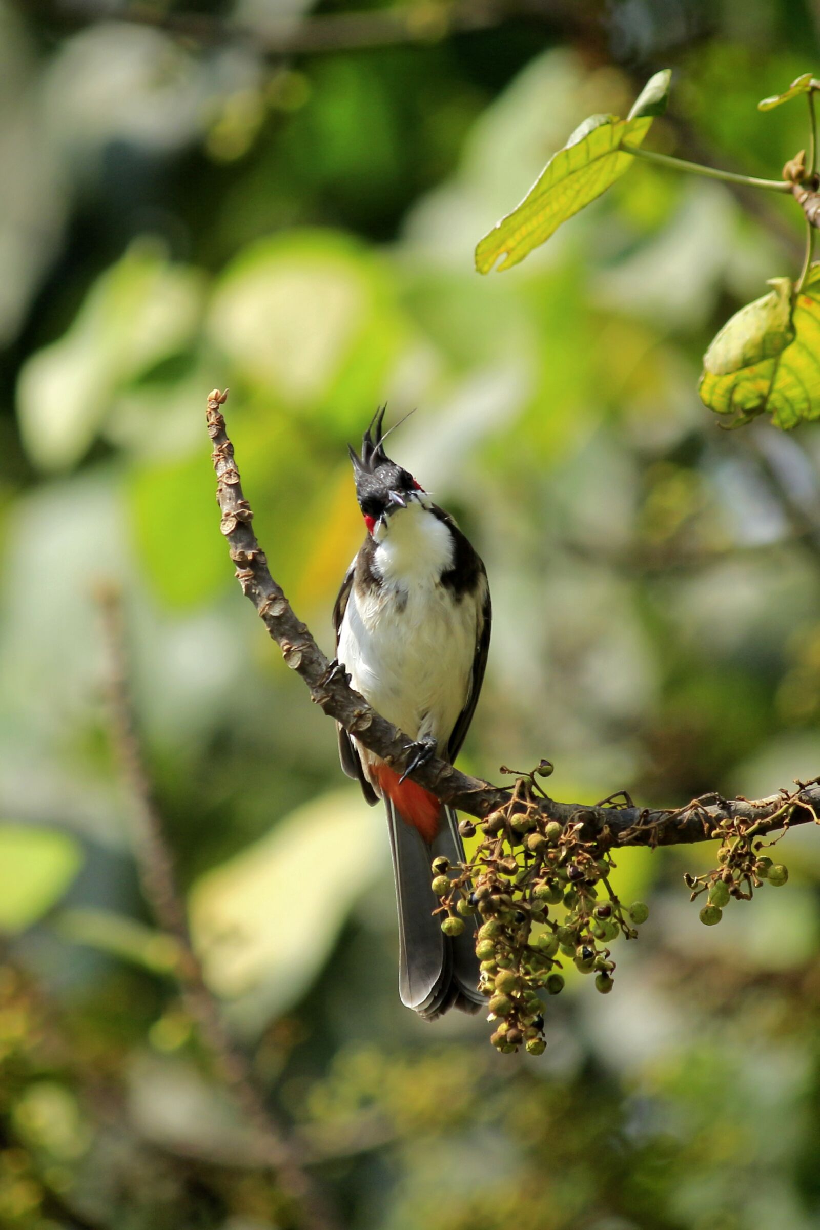 Canon EOS 700D (EOS Rebel T5i / EOS Kiss X7i) sample photo. Red-whiskered bulbul, crested bulbul photography