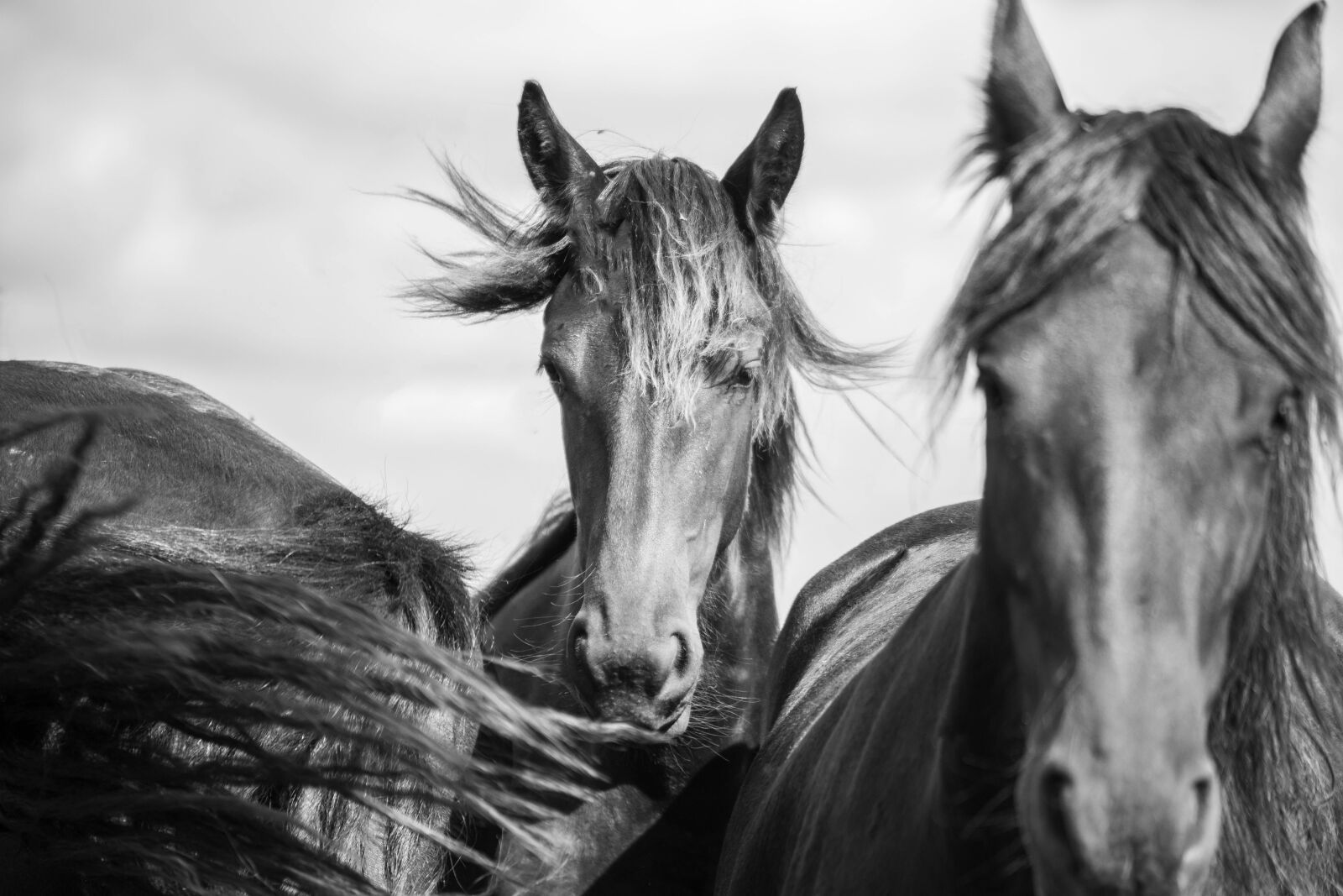 Canon EOS 6D Mark II sample photo. Horse, horsehead, friesian horse photography