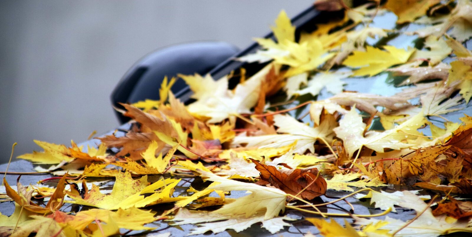 Nikon D3300 sample photo. Leaf, wood, autumn, car photography
