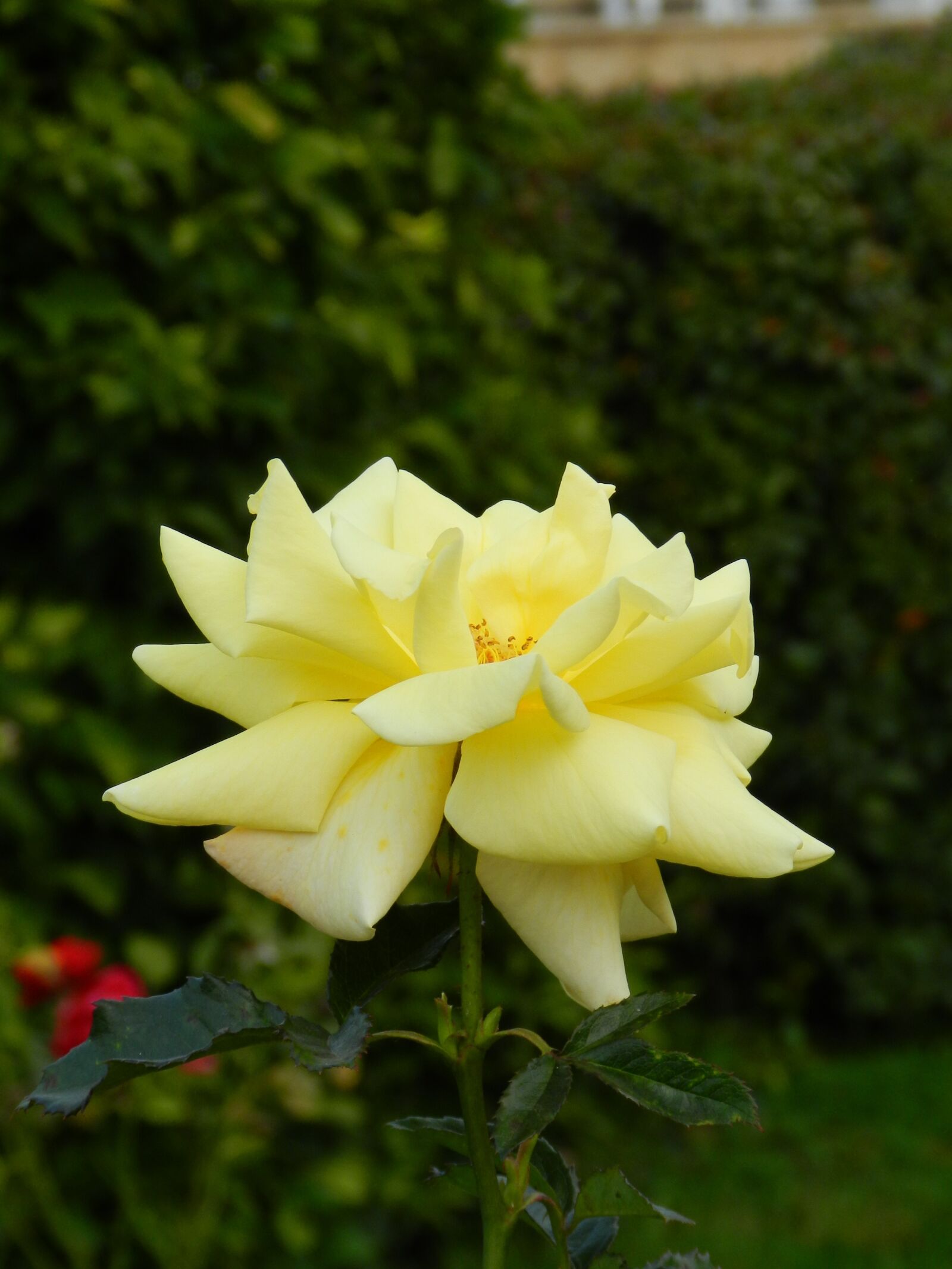 Nikon Coolpix P500 sample photo. Rose, flower, yellow rose photography