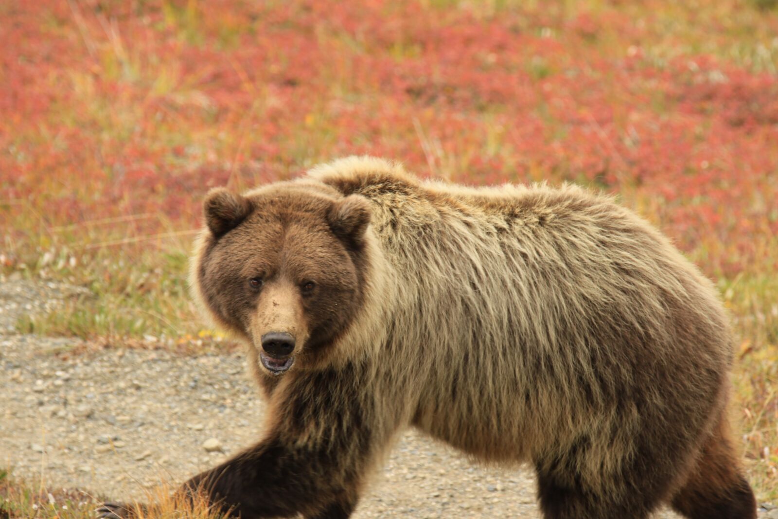 Canon EOS 7D Mark II sample photo. Bear, grizzly, alaska photography