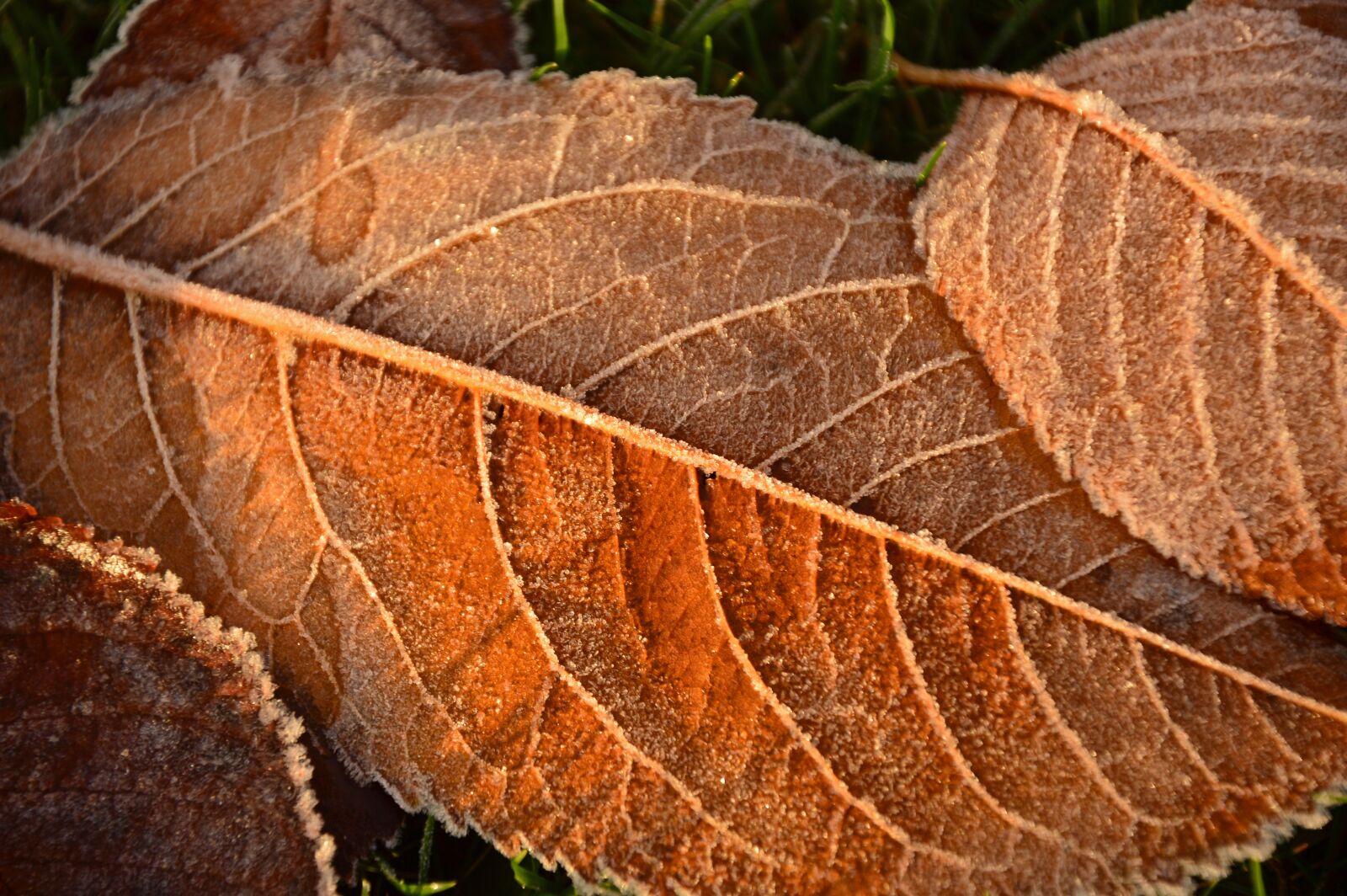 Nikon D3200 sample photo. Leaves, frost, hoarfrost photography