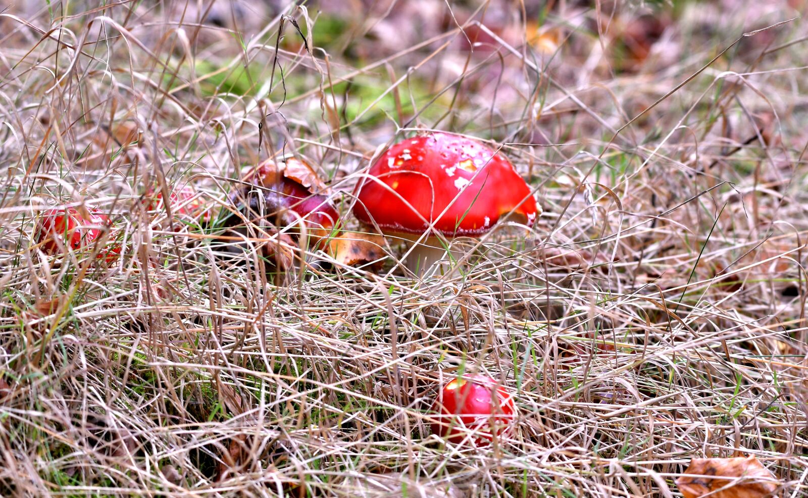 Nikon D500 sample photo. Mushrooms, fly agaric, autumn photography