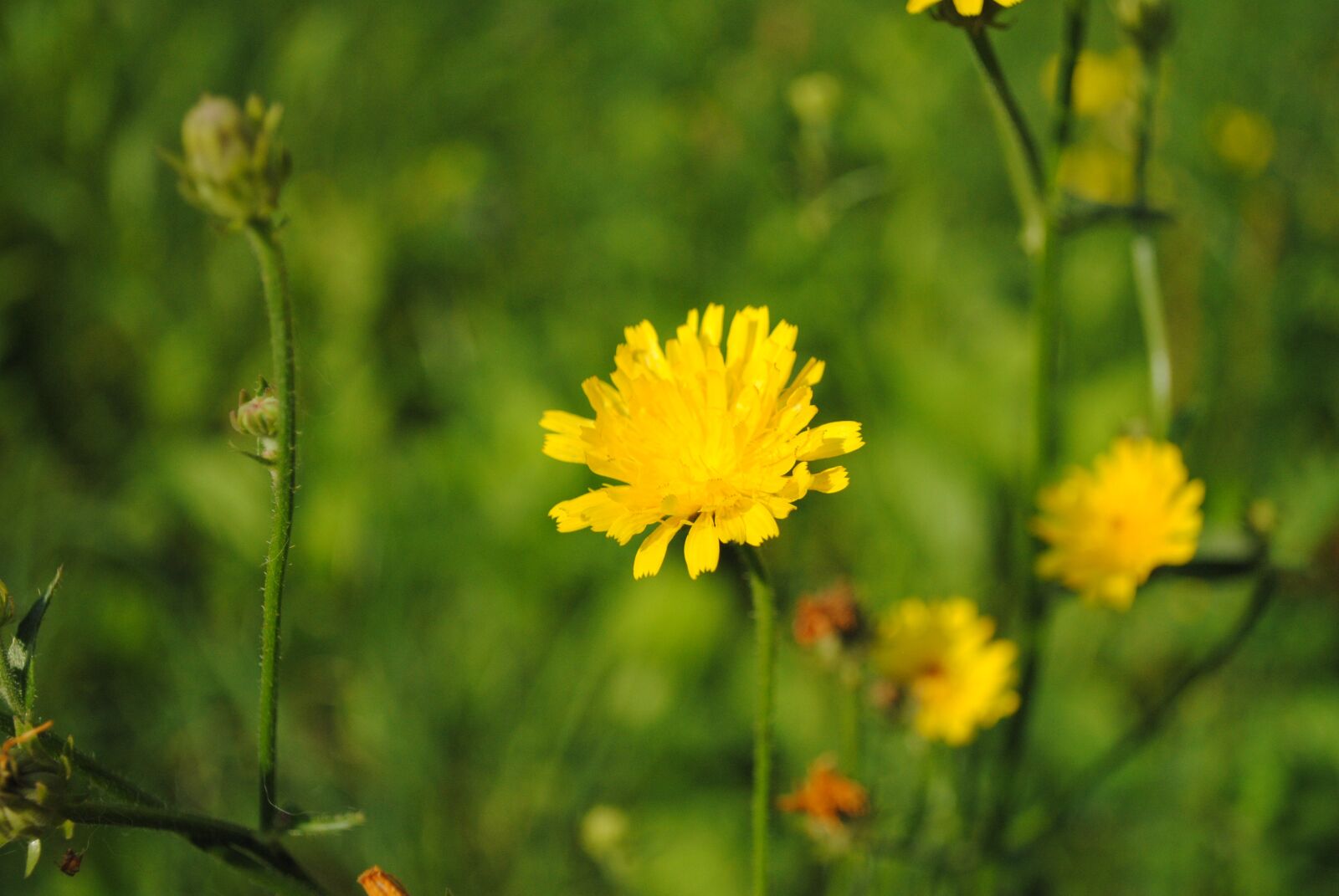 Nikon D3000 sample photo. Flower, nature, bloom photography