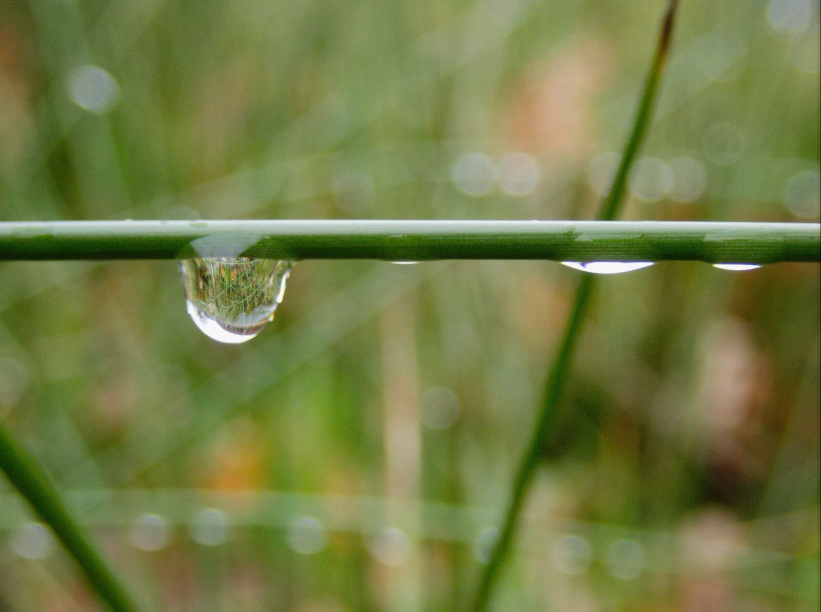 Olympus TG-5 sample photo. Raindrop, drop of water photography