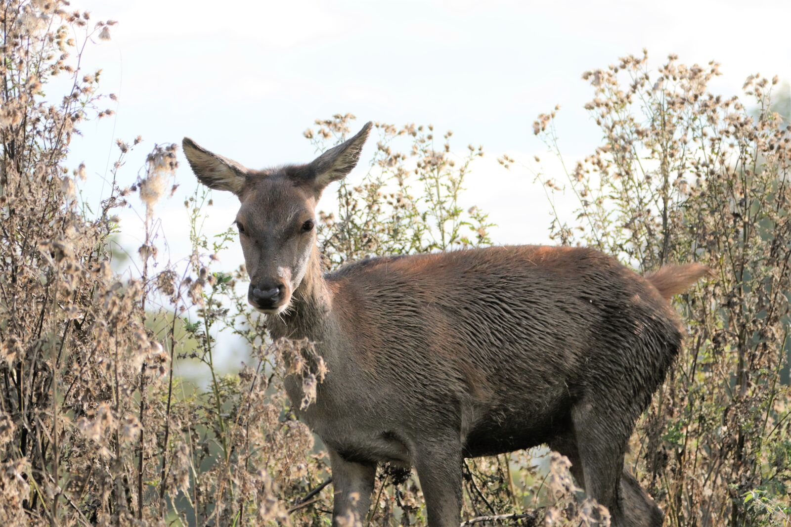 Canon EF 70-300mm F4-5.6L IS USM sample photo. Deer, doe, animal photography