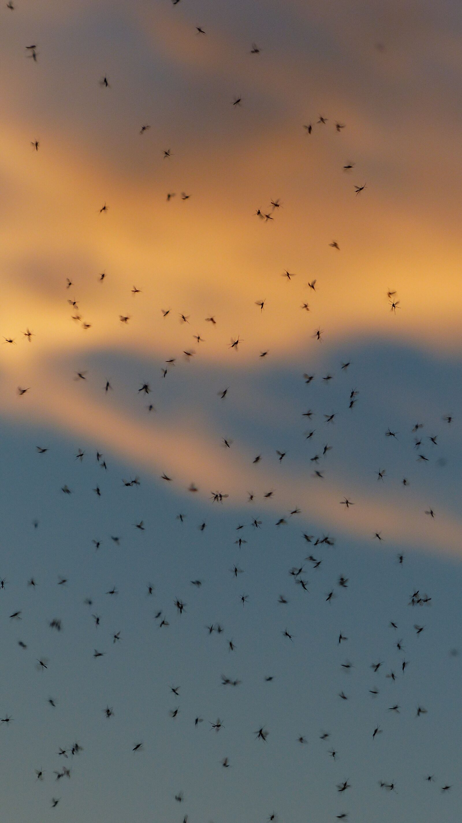 Panasonic Lumix DMC-FZ200 sample photo. Mosquito swarm, swarm, mosquitoes photography