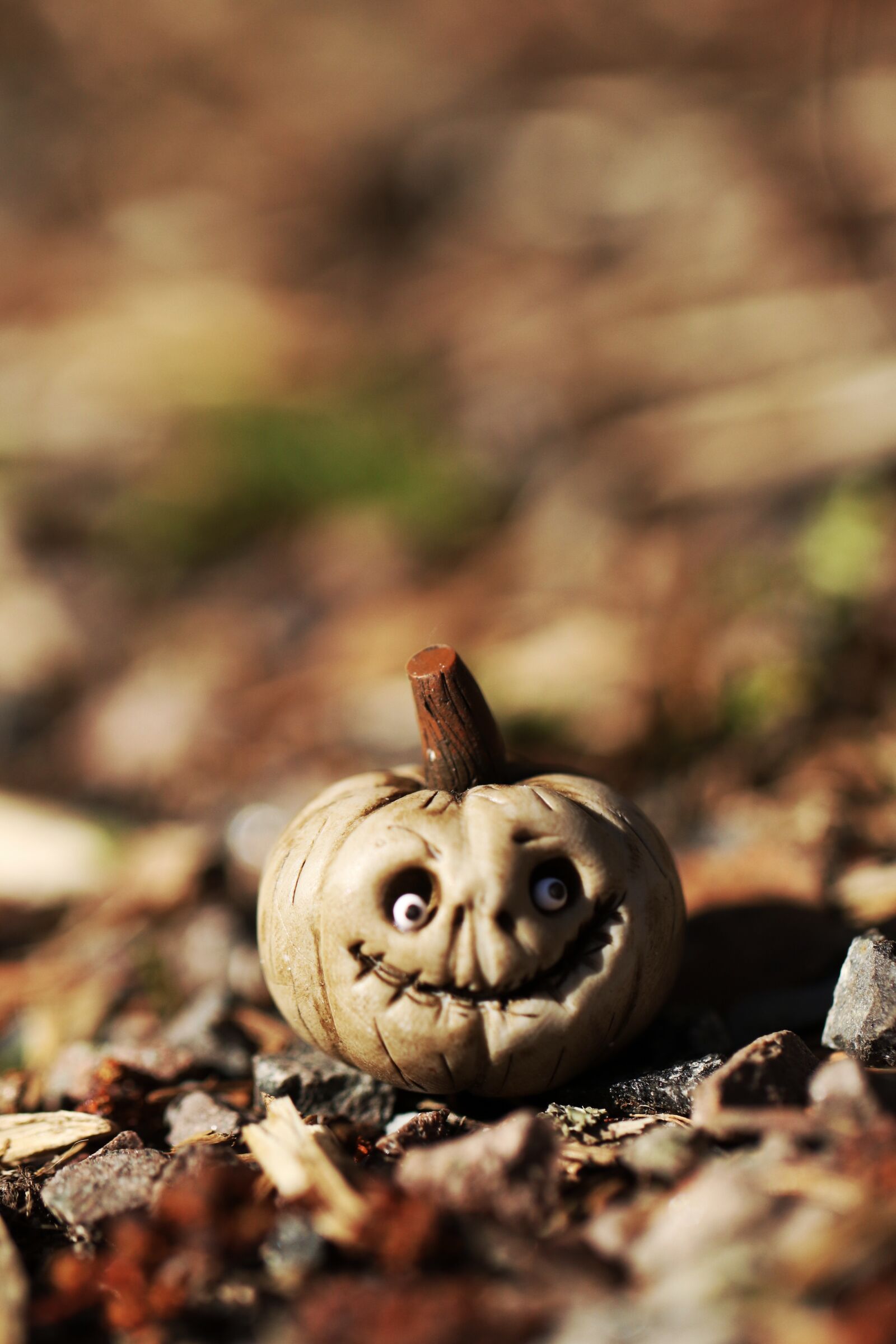 Canon EOS 7D Mark II sample photo. Pumpkin, miniature, macro photography