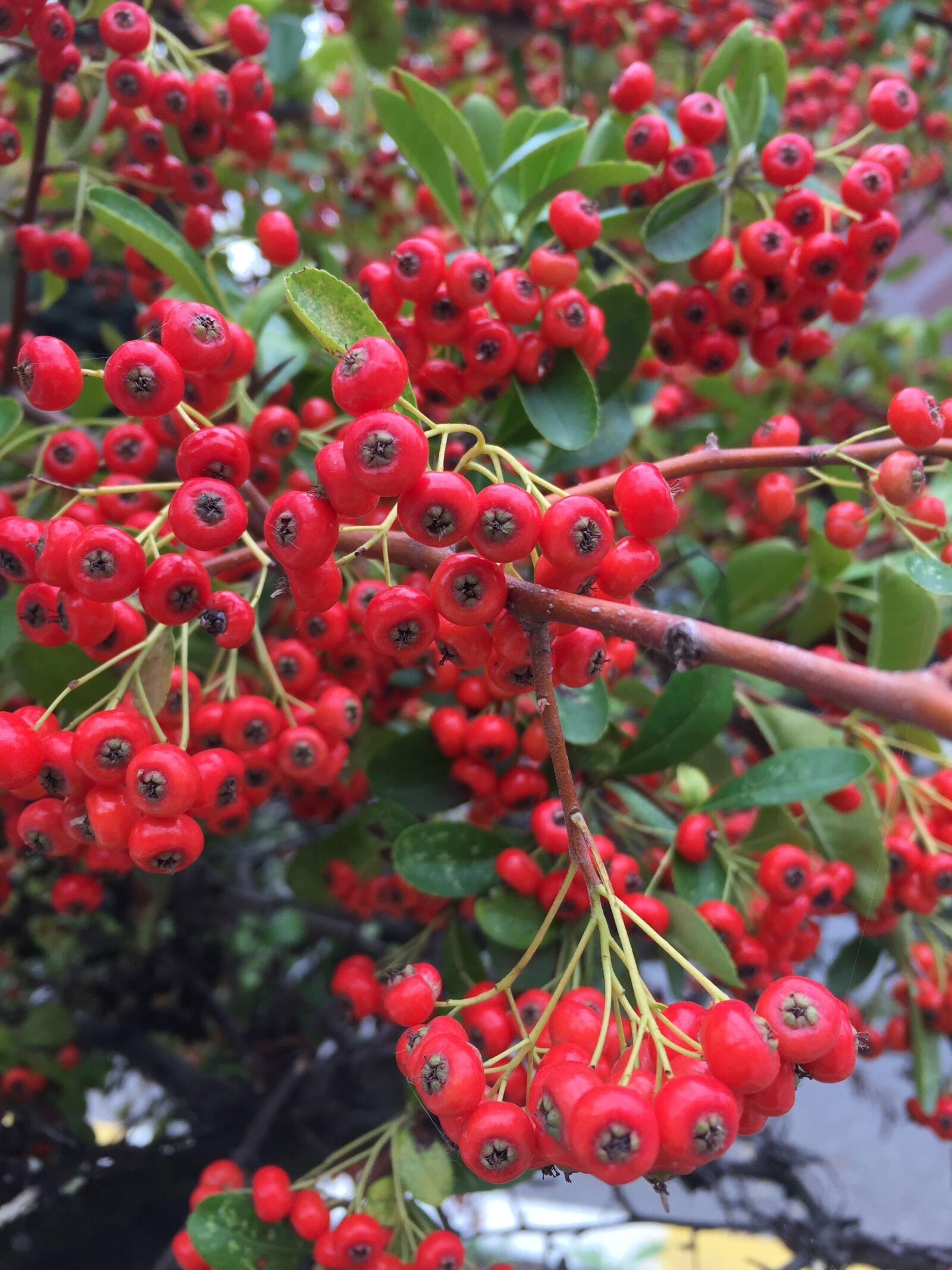iPhone 6 back camera 4.15mm f/2.2 sample photo. Fruit, autumn, nature photography