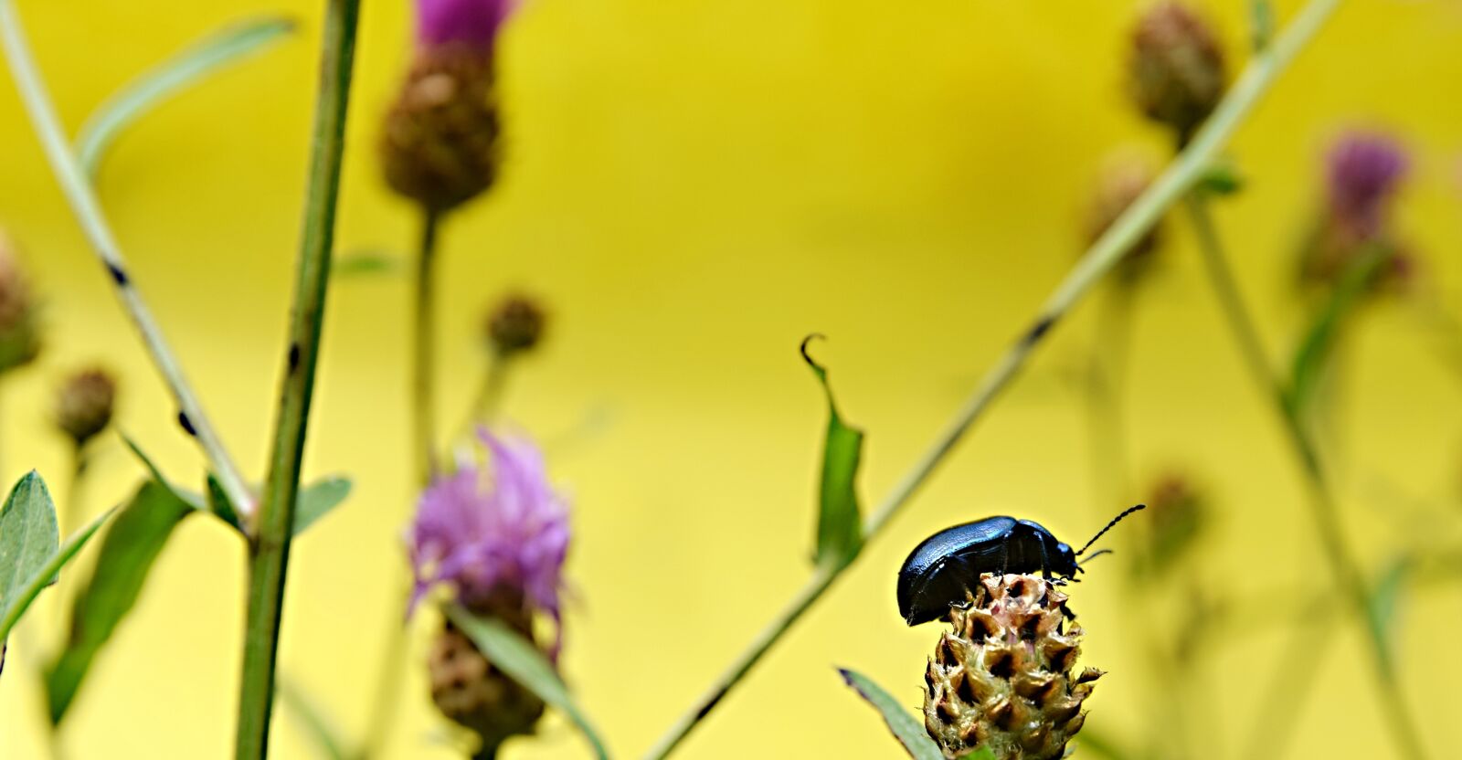 Nikon D5300 sample photo. Beetle, insects, flower photography