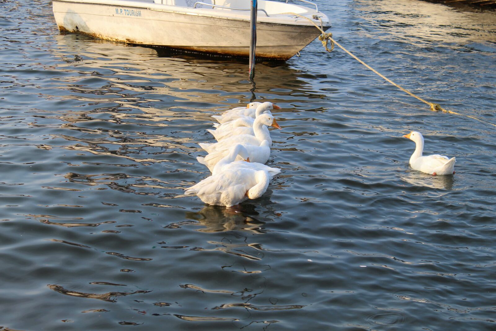 Canon EOS 1300D (EOS Rebel T6 / EOS Kiss X80) sample photo. Goose, ducks, wildlife photography