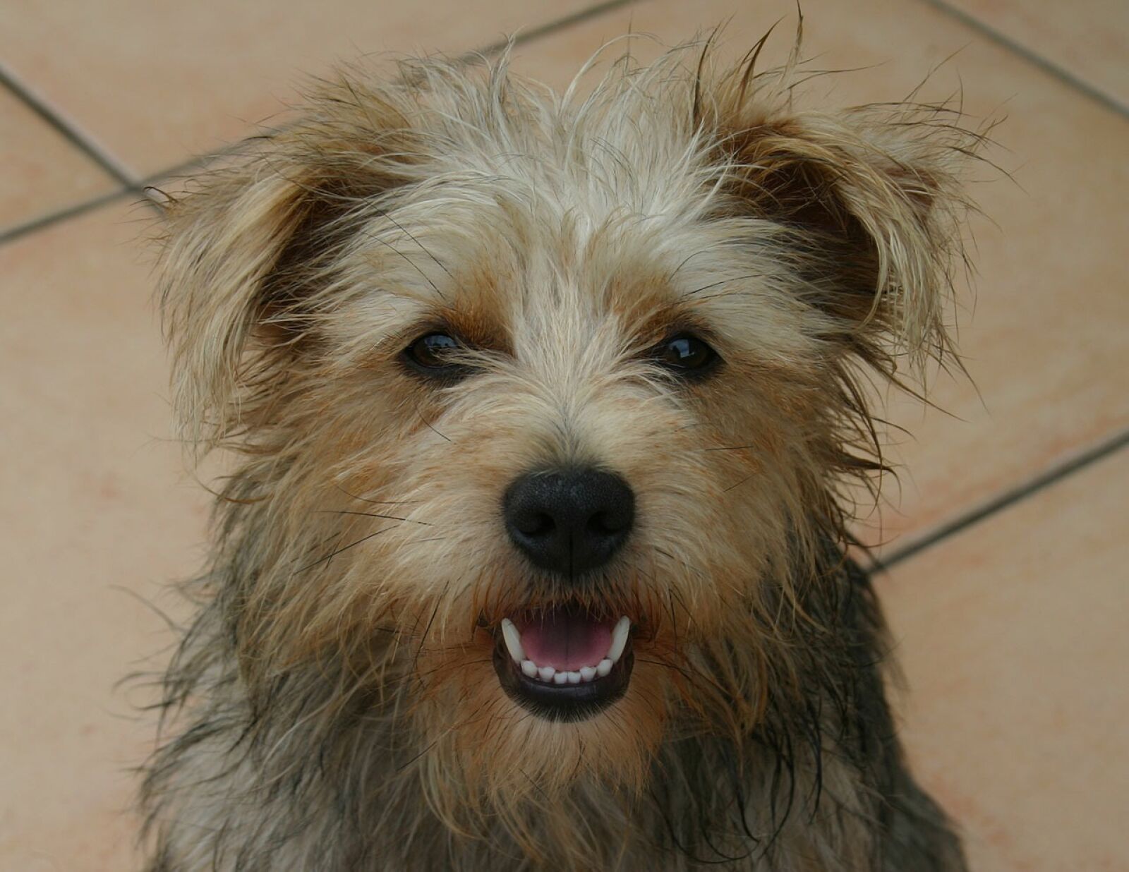 Canon EOS 300D (EOS Digital Rebel / EOS Kiss Digital) sample photo. Dog, terrier, mix photography