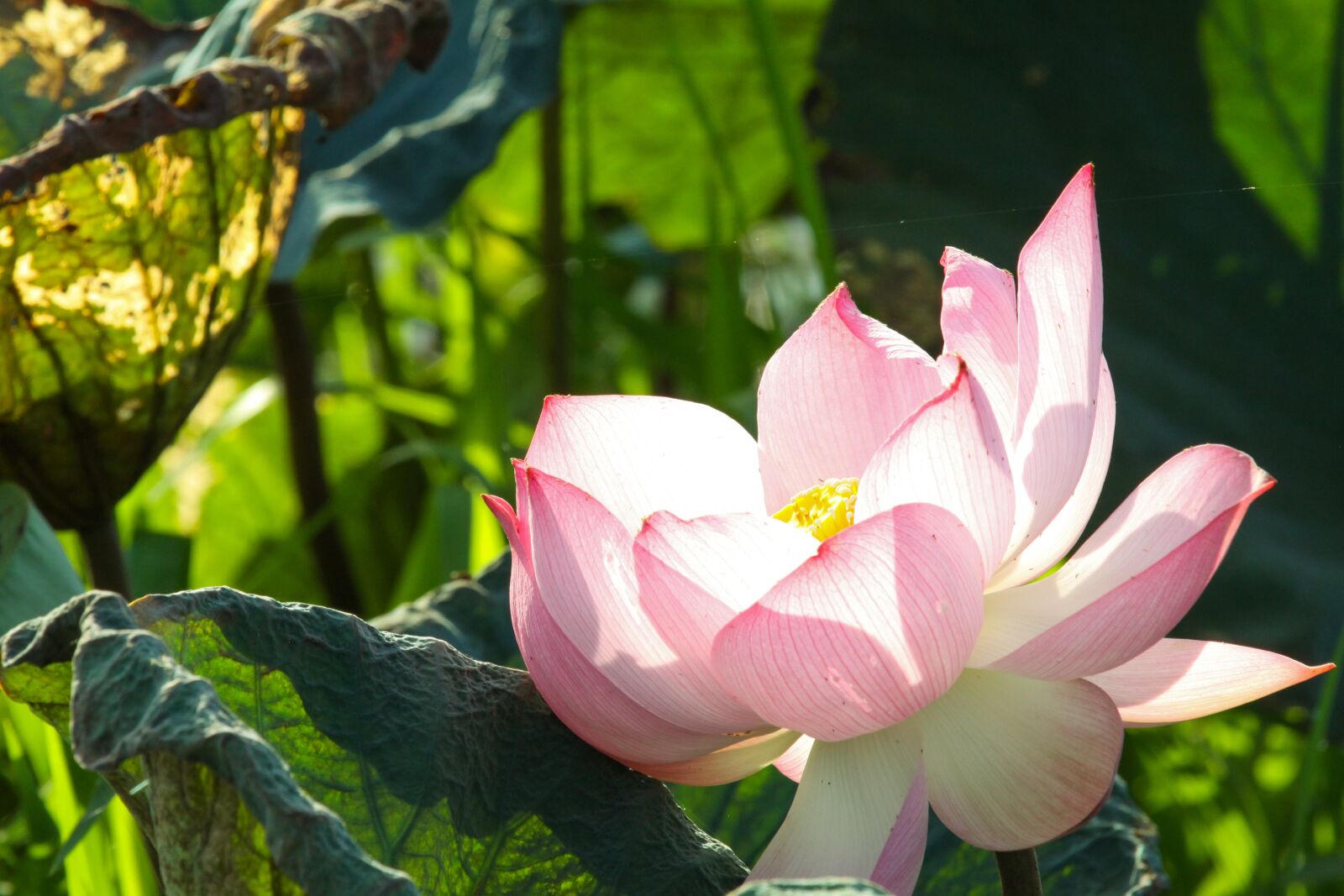 Canon EOS 50D sample photo. Flower, lotus, pink petals photography