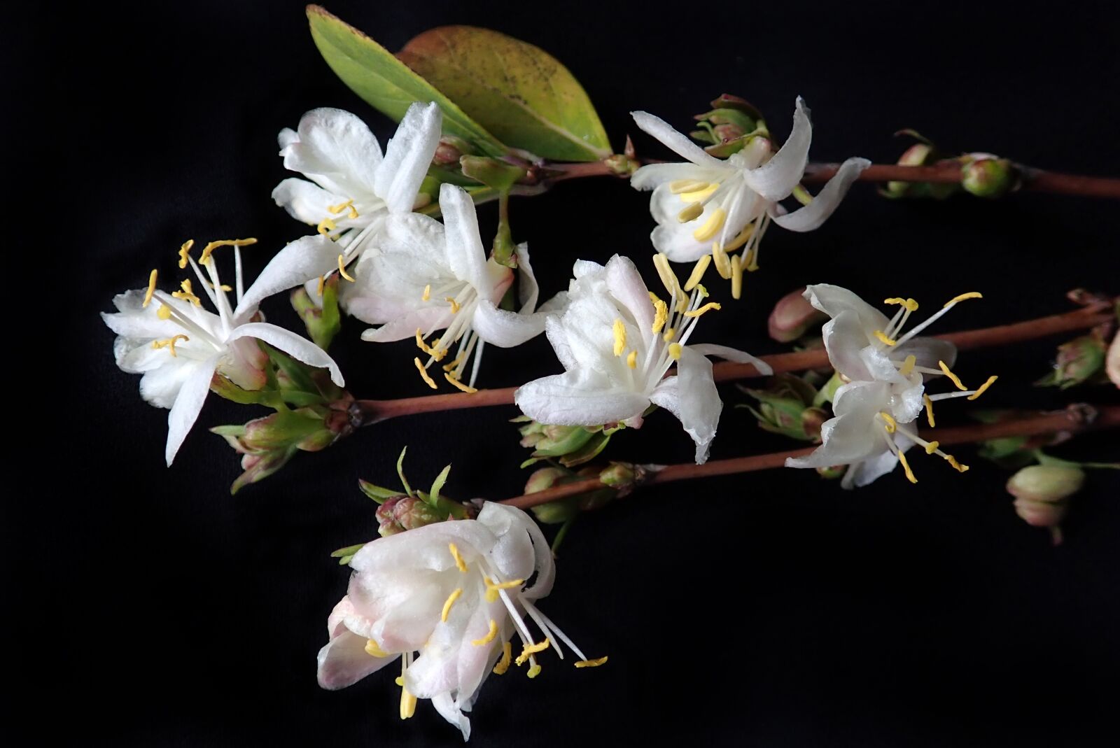 Olympus TG-5 sample photo. Flower, woodbine, shrub photography