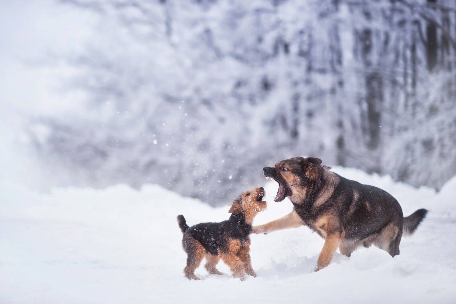 Nikon D3 sample photo. Winter, dog, snow photography