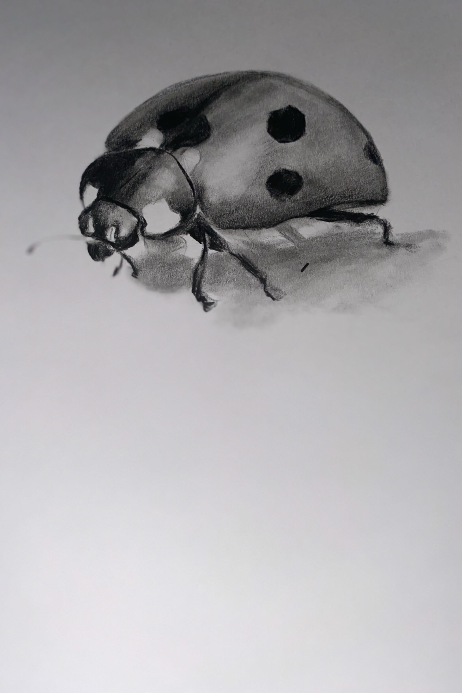 Apple iPhone 11 sample photo. Ladybird, graphite, black and photography