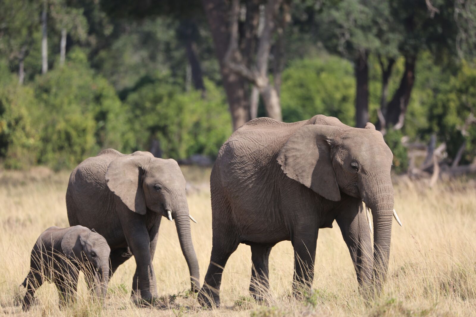 150-600mm F5-6.3 DG OS HSM | Contemporary 015 sample photo. Elephant, family, wildlife photography
