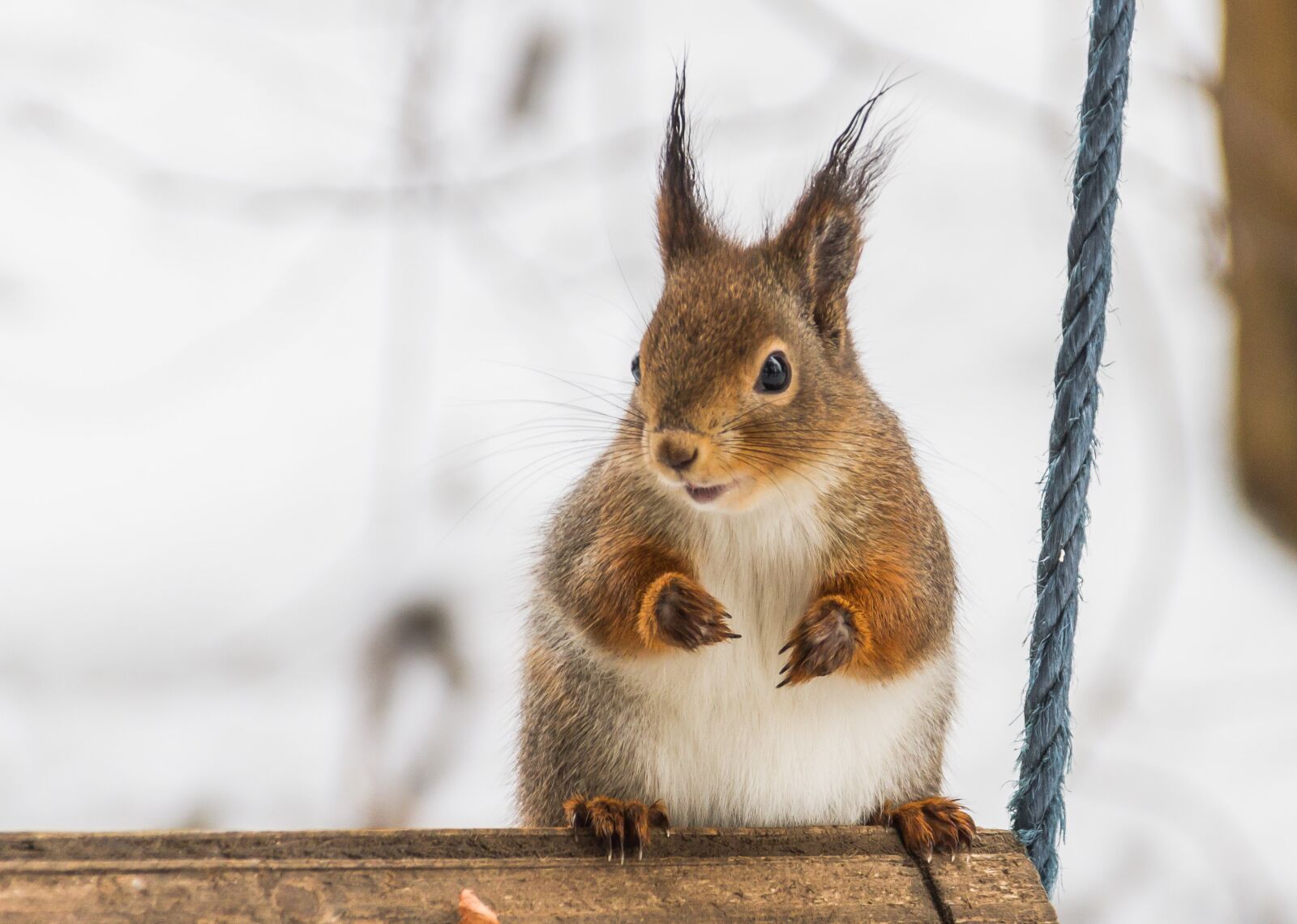 Canon EOS 7D sample photo. Cute, mammals, the animal photography