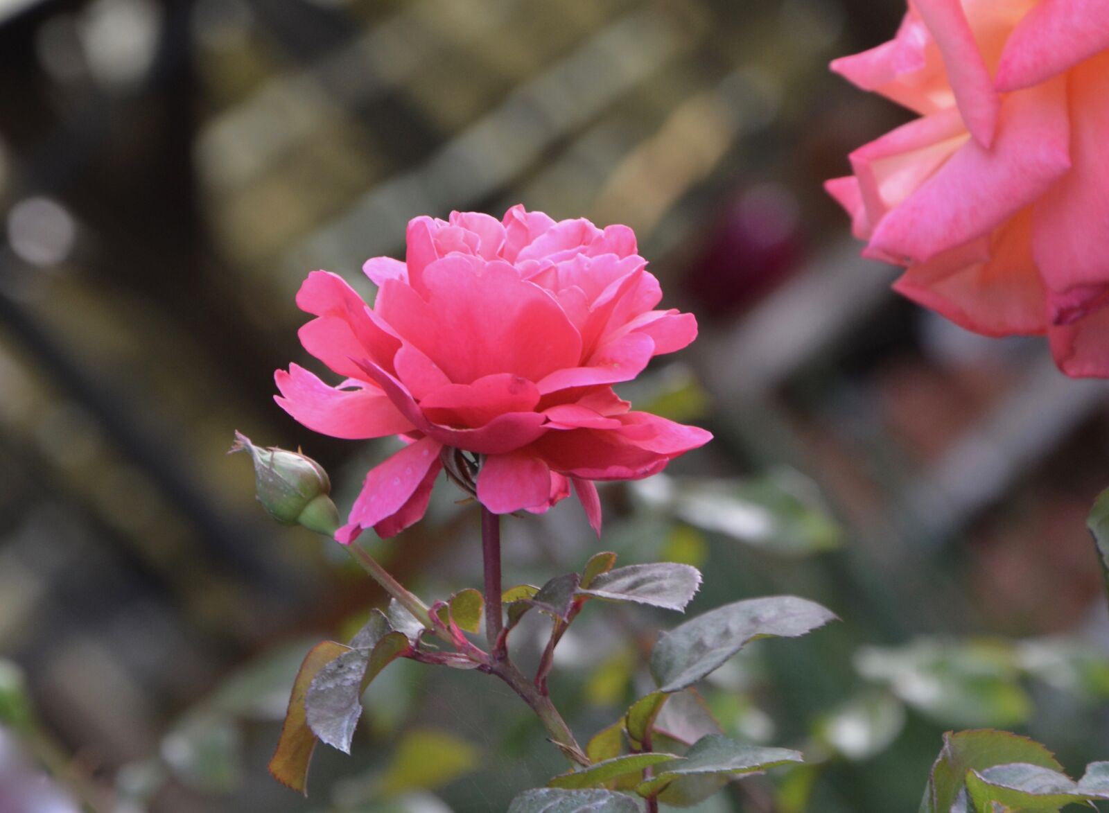 Nikon D5200 sample photo. Flower, dare, offer photography