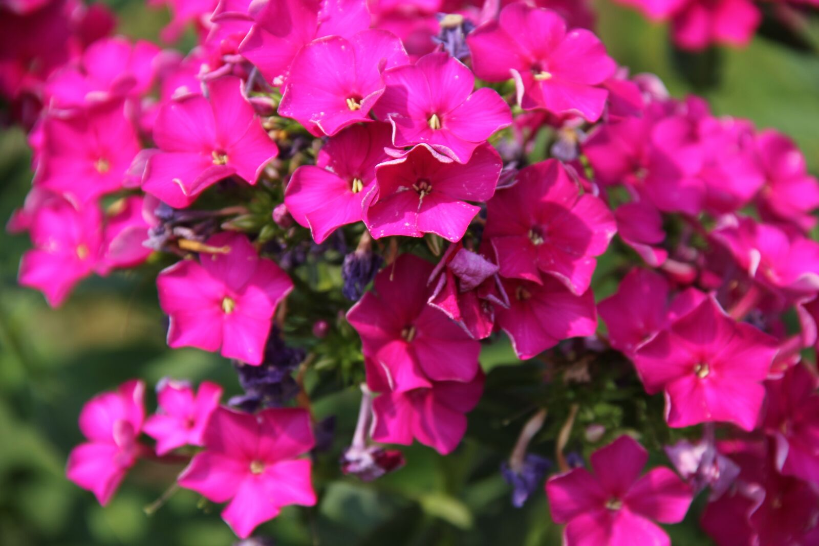 Canon EOS 550D (EOS Rebel T2i / EOS Kiss X4) sample photo. Phlox, flower, purple photography