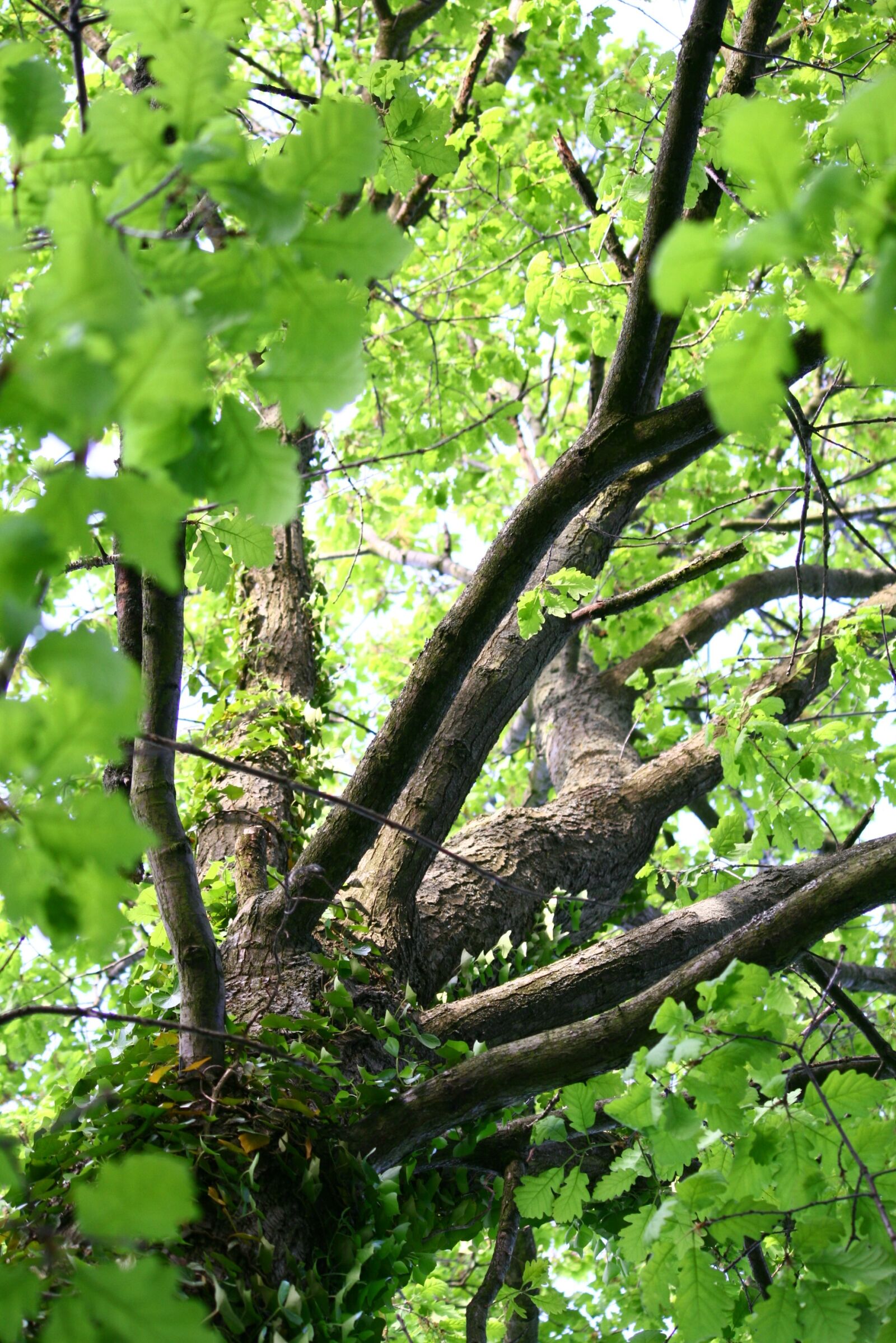 Canon EOS 400D (EOS Digital Rebel XTi / EOS Kiss Digital X) sample photo. Tree top, leaves, forest photography