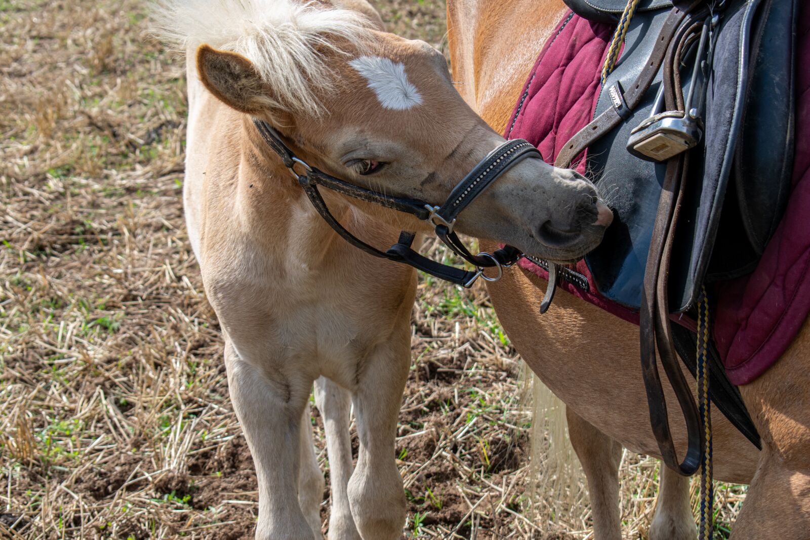 Nikon D5300 sample photo. Foal, saddle, horse photography