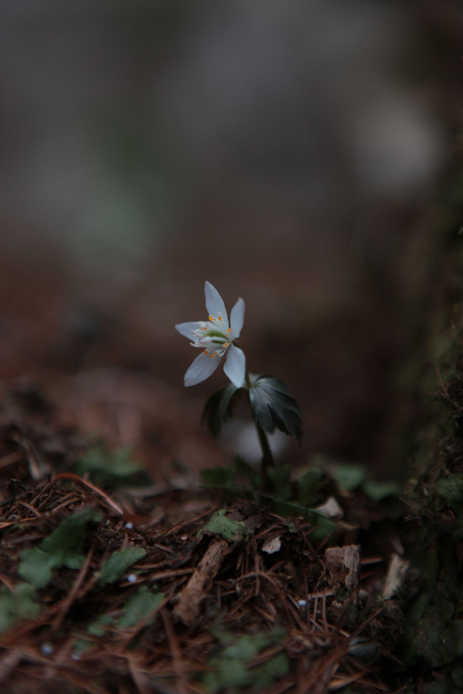 Canon EOS 5D Mark II sample photo. You also wind flower photography