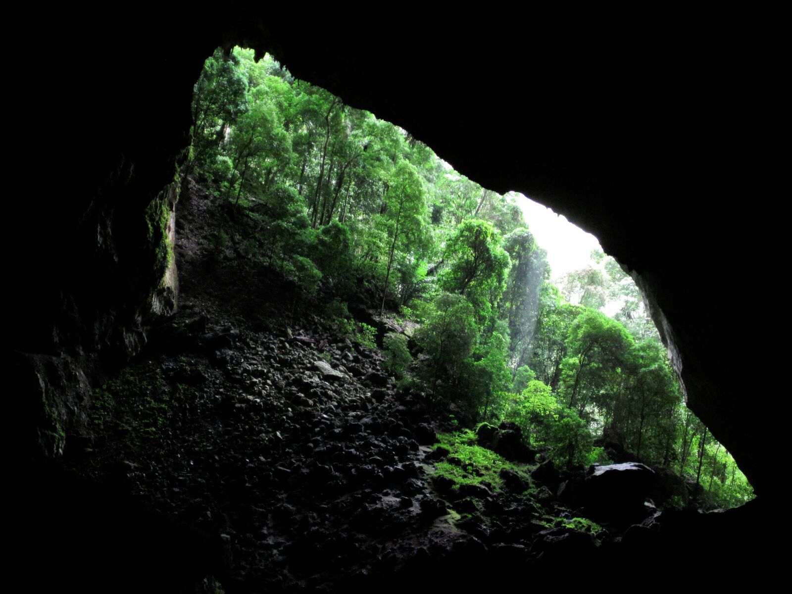 Canon PowerShot D10 sample photo. Dave, green, light, trees photography