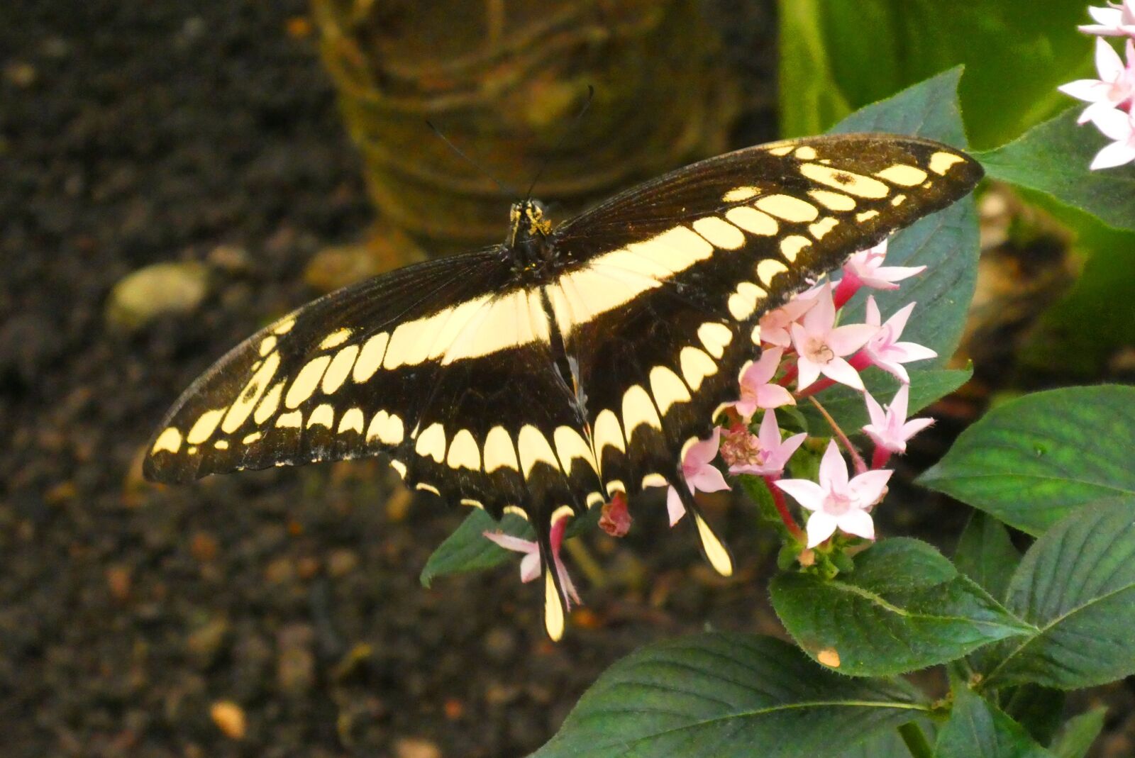 Panasonic Lumix DC-ZS70 (Lumix DC-TZ90) sample photo. Butterfly, bug, wings photography