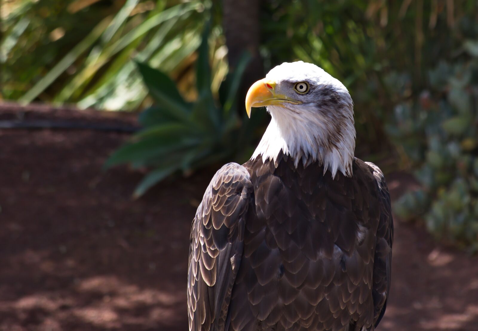 Pentax K-50 sample photo. Eagle, white-tailed eagle, bird photography