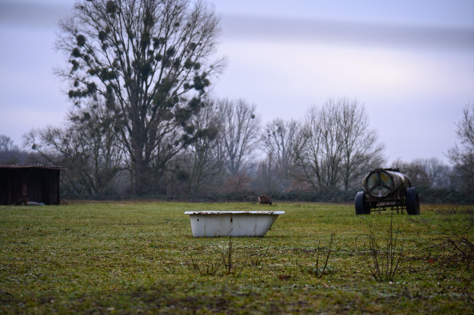 Nikon Z6 sample photo. Meadow, nature, pasture photography