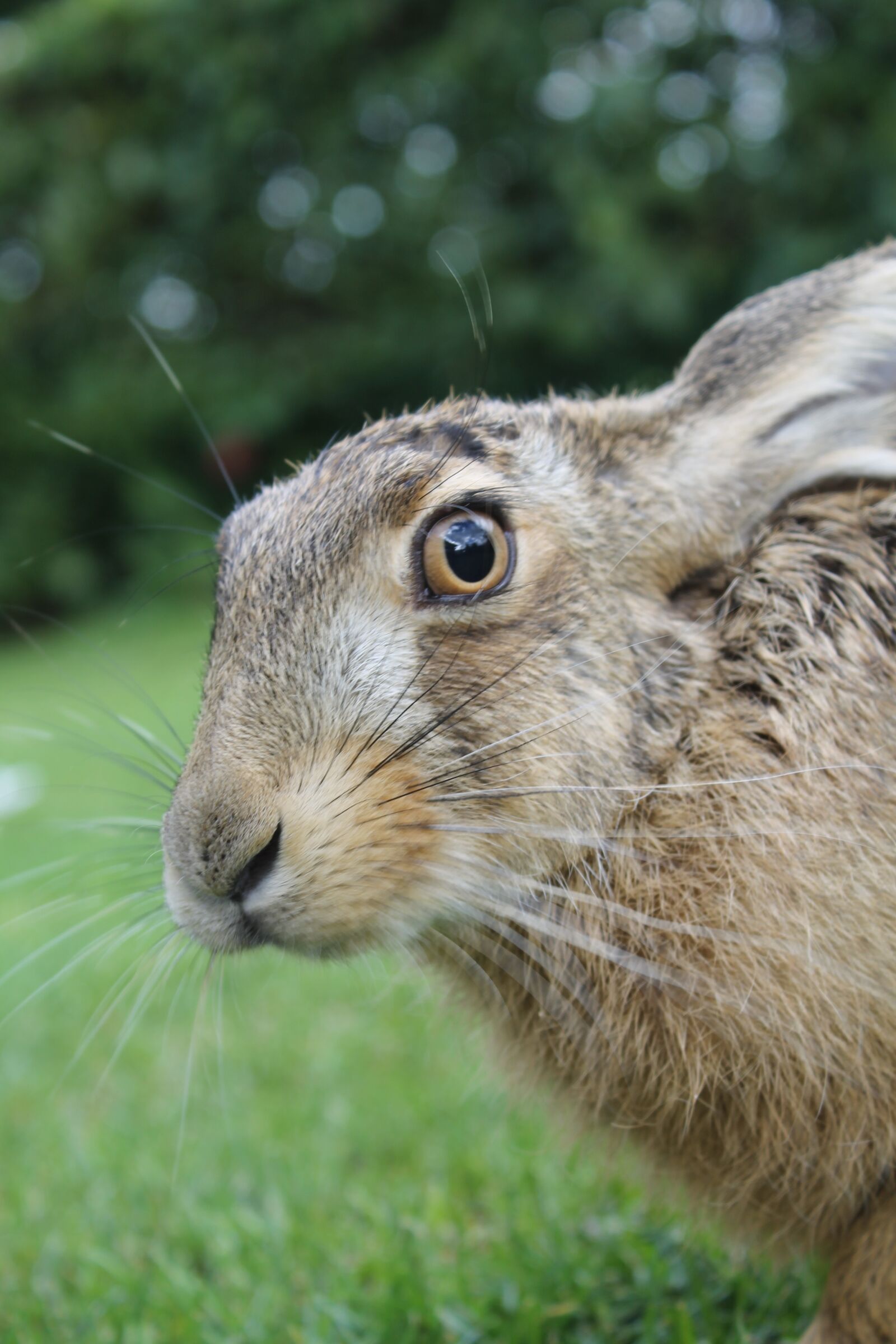 Canon EOS 1100D (EOS Rebel T3 / EOS Kiss X50) sample photo. European brown hare, young photography