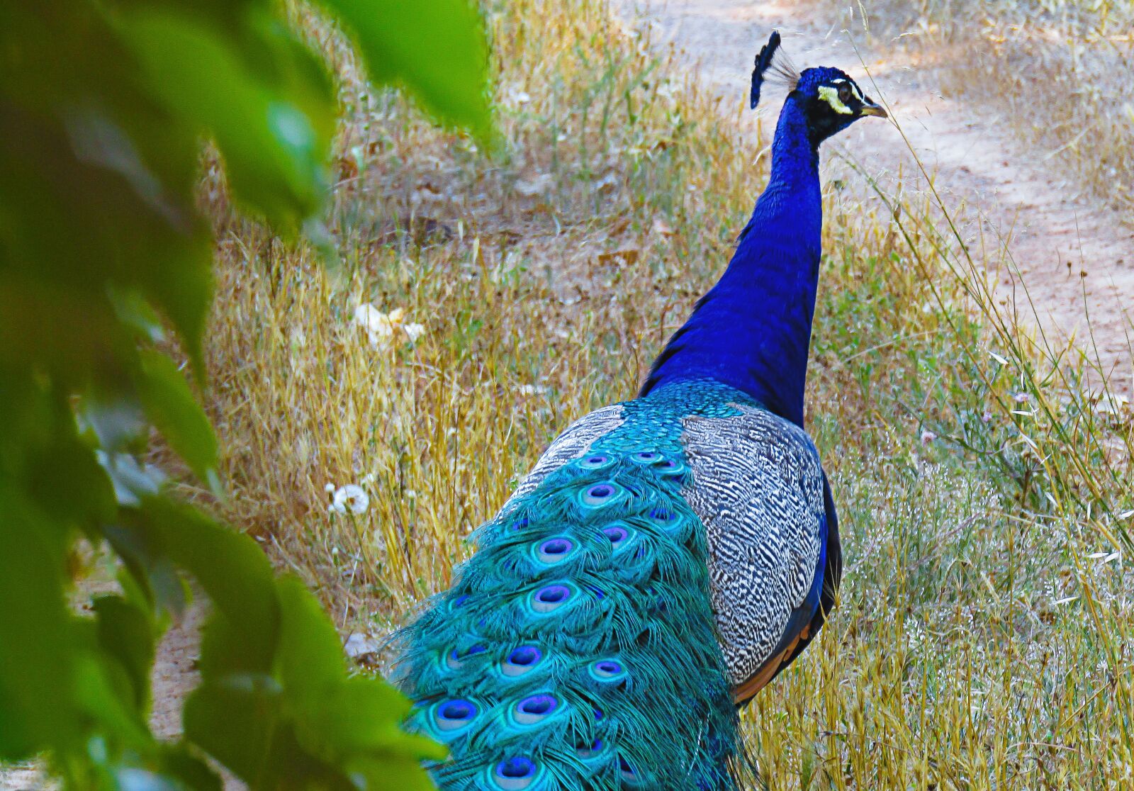 Canon PowerShot SX410 IS sample photo. Peacock, plumage, colorful photography