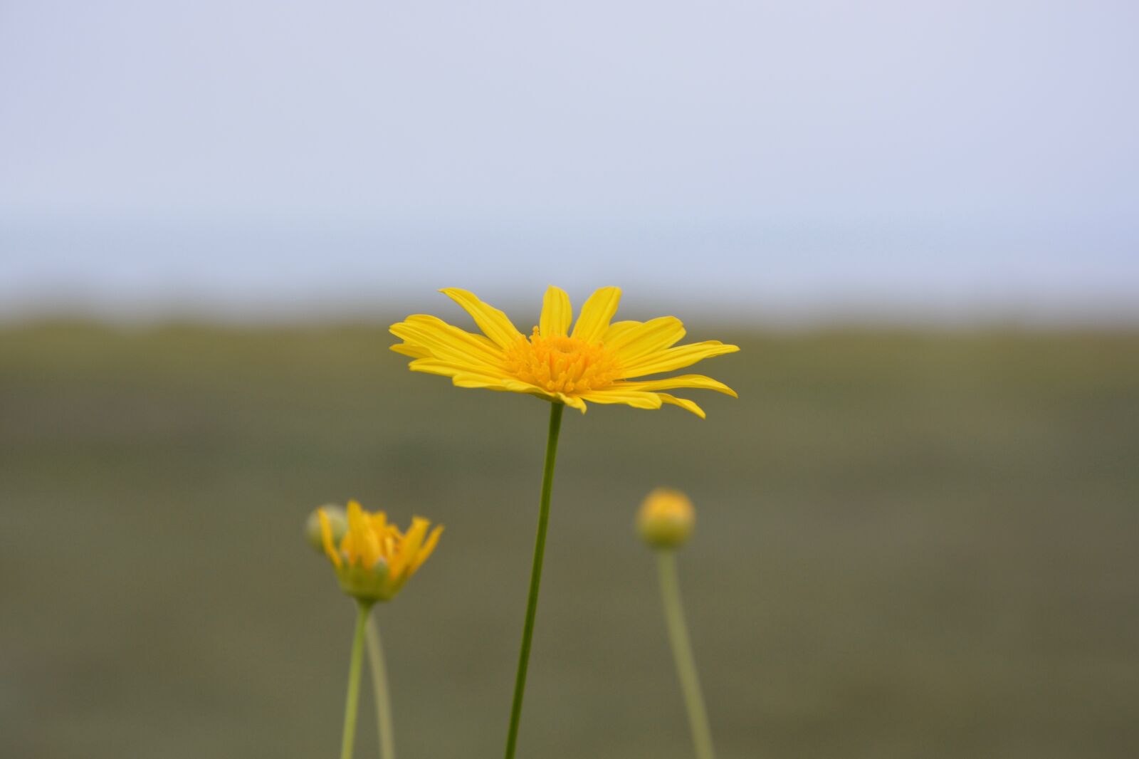 Nikon D5200 sample photo. Flowers, flower, yellow daisies photography