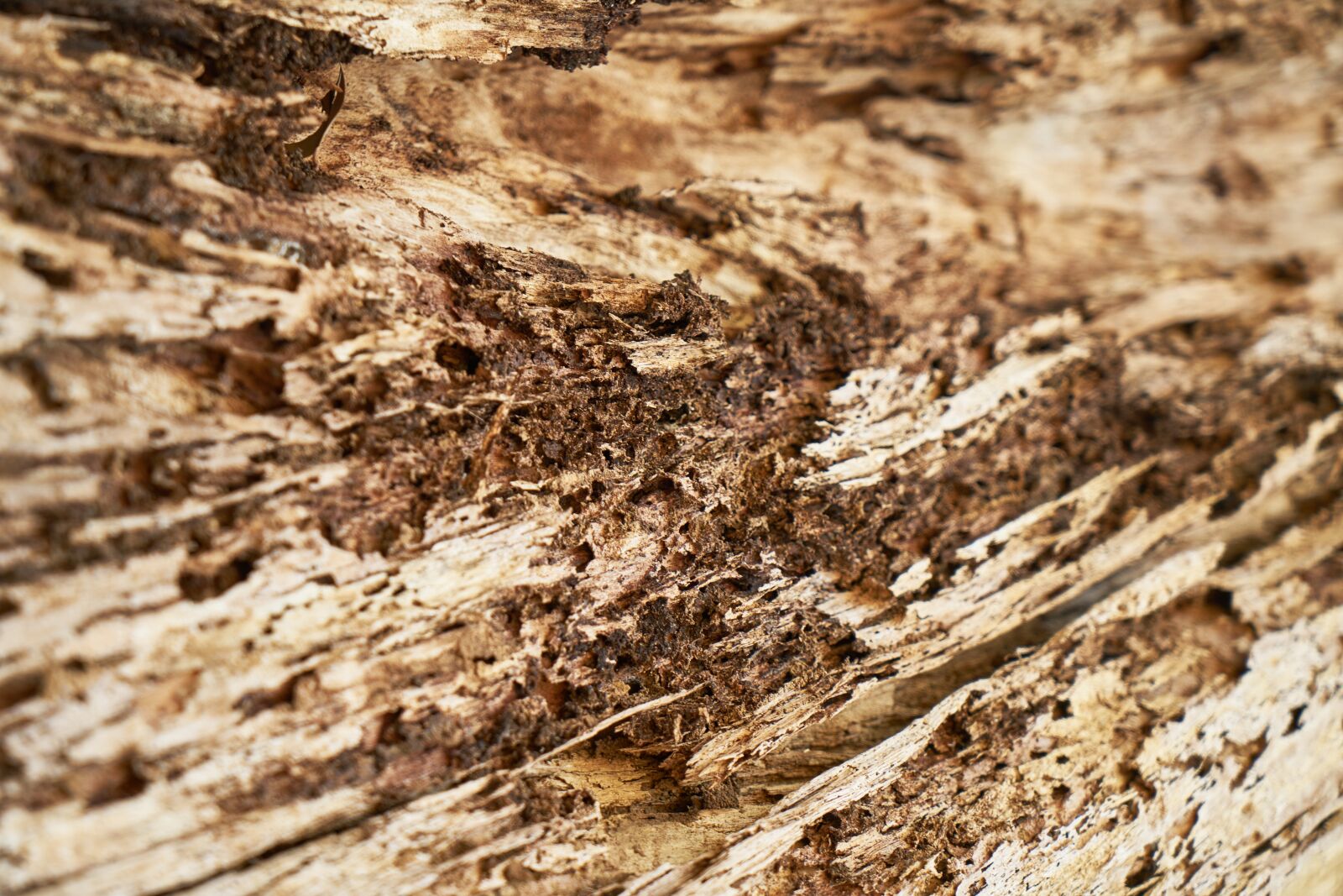 Sony a7R II sample photo. Abstract, brown, tree photography
