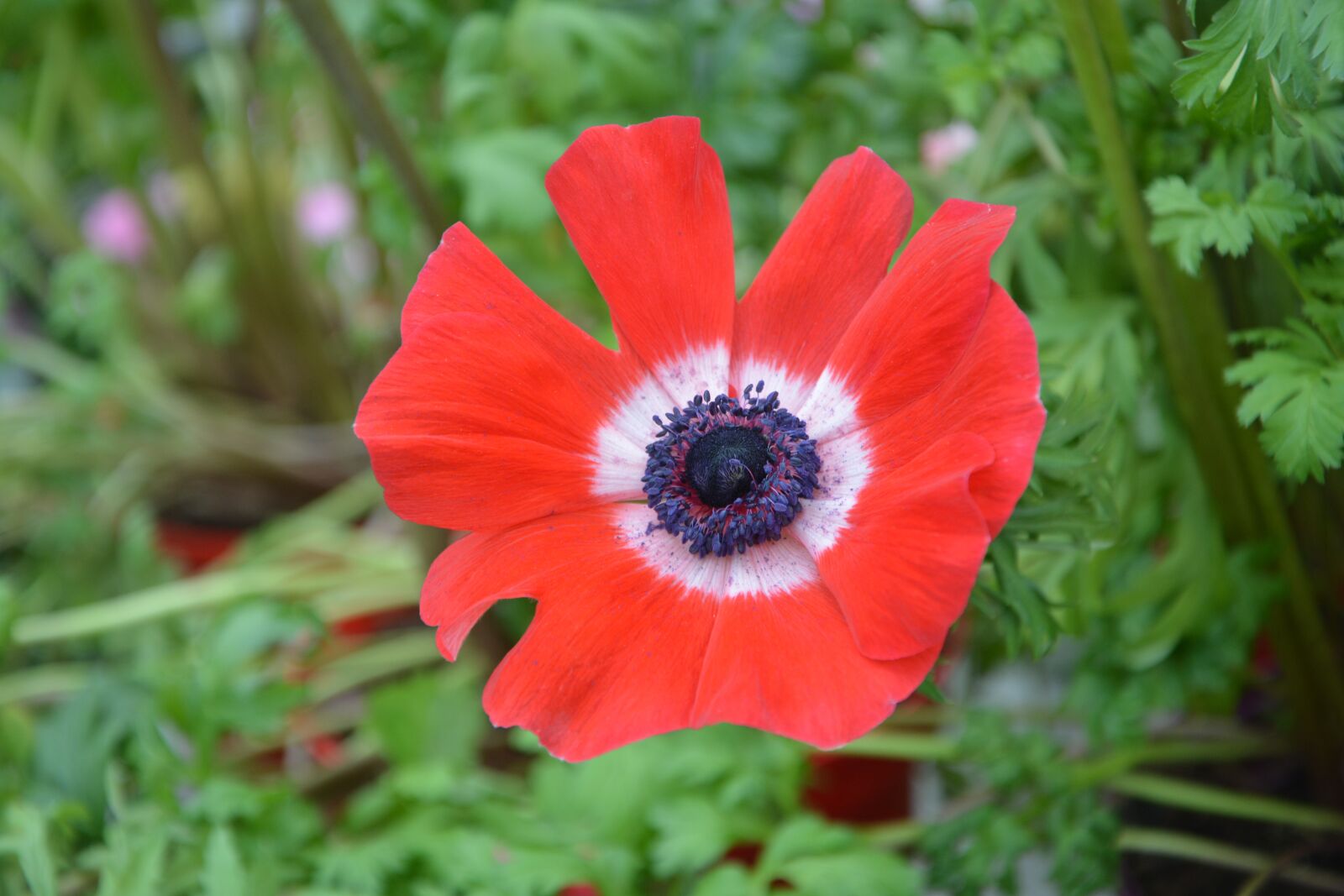 Nikon D5200 sample photo. Flower, plant, flower red photography