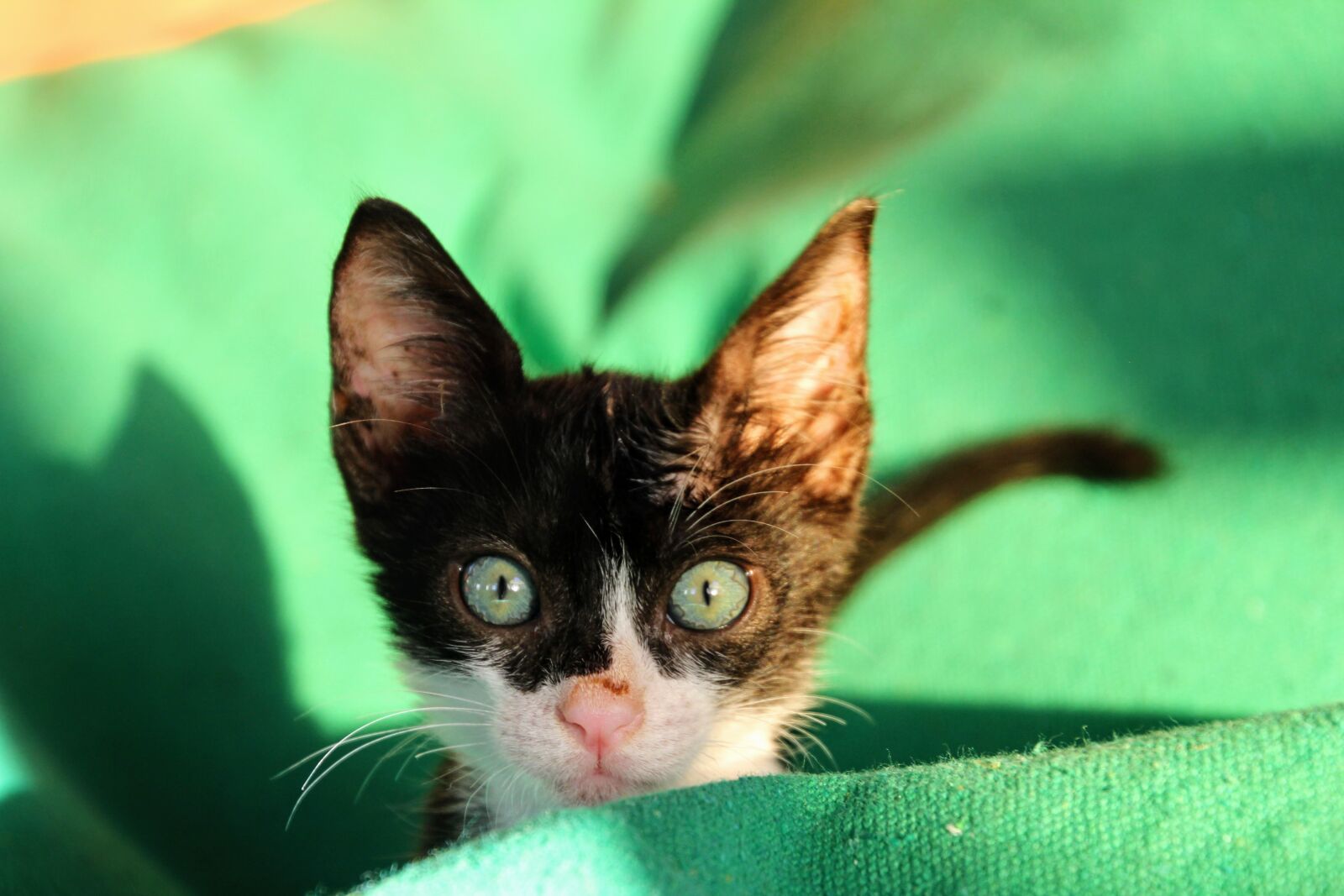 Canon EOS 60D sample photo. Cat, kitten, cute photography