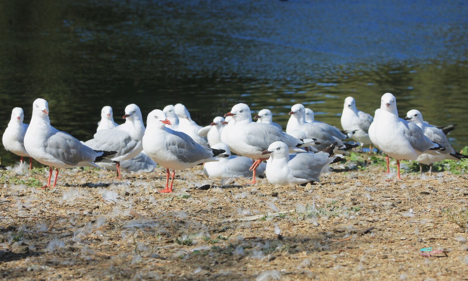 Canon EF75-300mm f/4-5.6 sample photo. Water, seagull, scenic photography