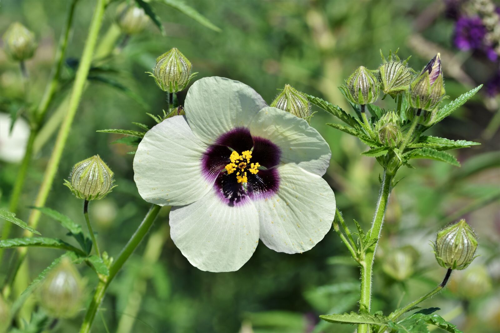Nikon D7200 sample photo. Hibiscus, marshmallow, mallow photography