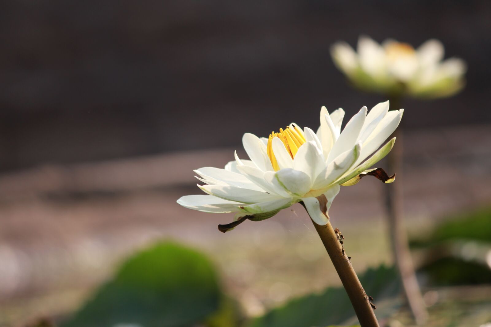 Canon EOS 1200D (EOS Rebel T5 / EOS Kiss X70 / EOS Hi) sample photo. Green, flowers, nature photography