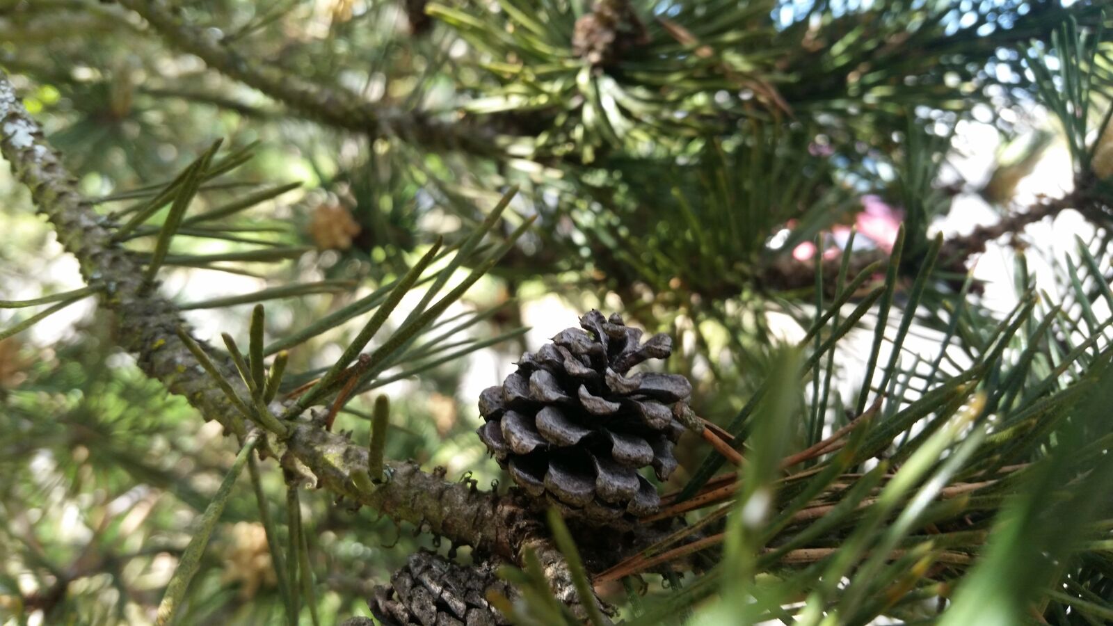 Samsung Galaxy S5 sample photo. Pine cone, little, green photography