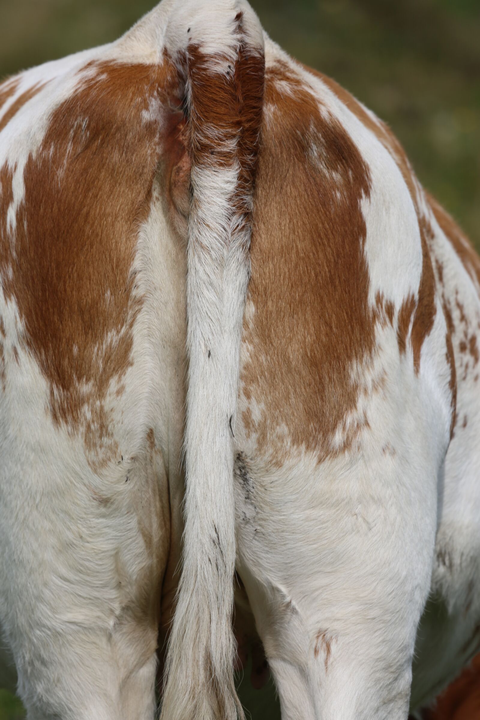 Canon EF 100-400mm F4.5-5.6L IS USM sample photo. Cow, beef, milk cow photography