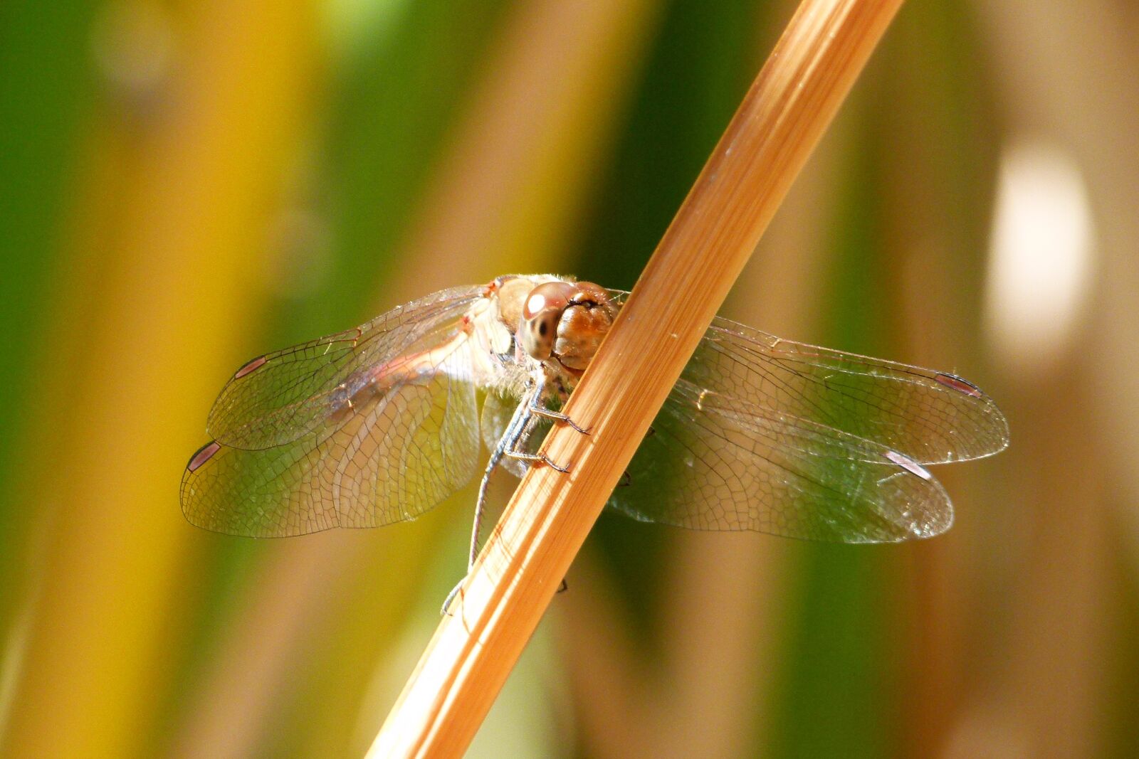 Leica V-Lux 2 sample photo. Dragonfly, have a look photography